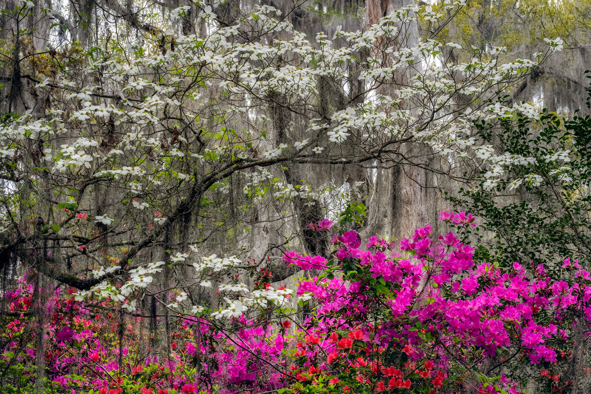 Spring in Plantation Gardens
