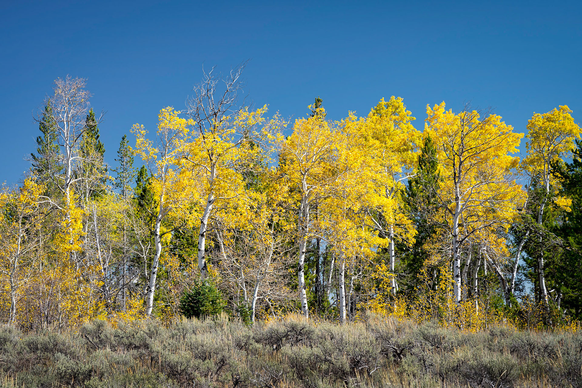 Golden Aspens Grand Tetons NP