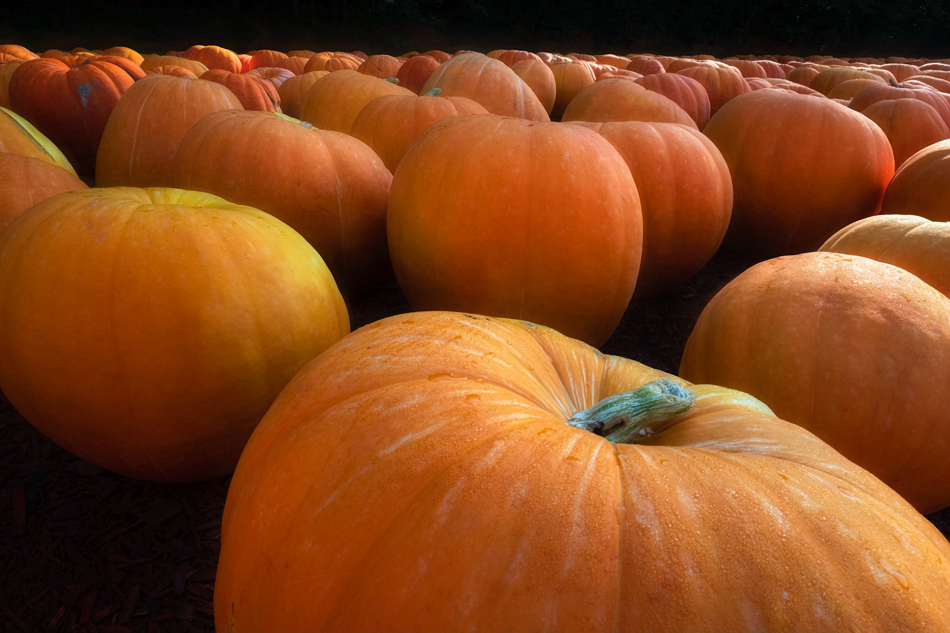 Burt's Punkin Farm