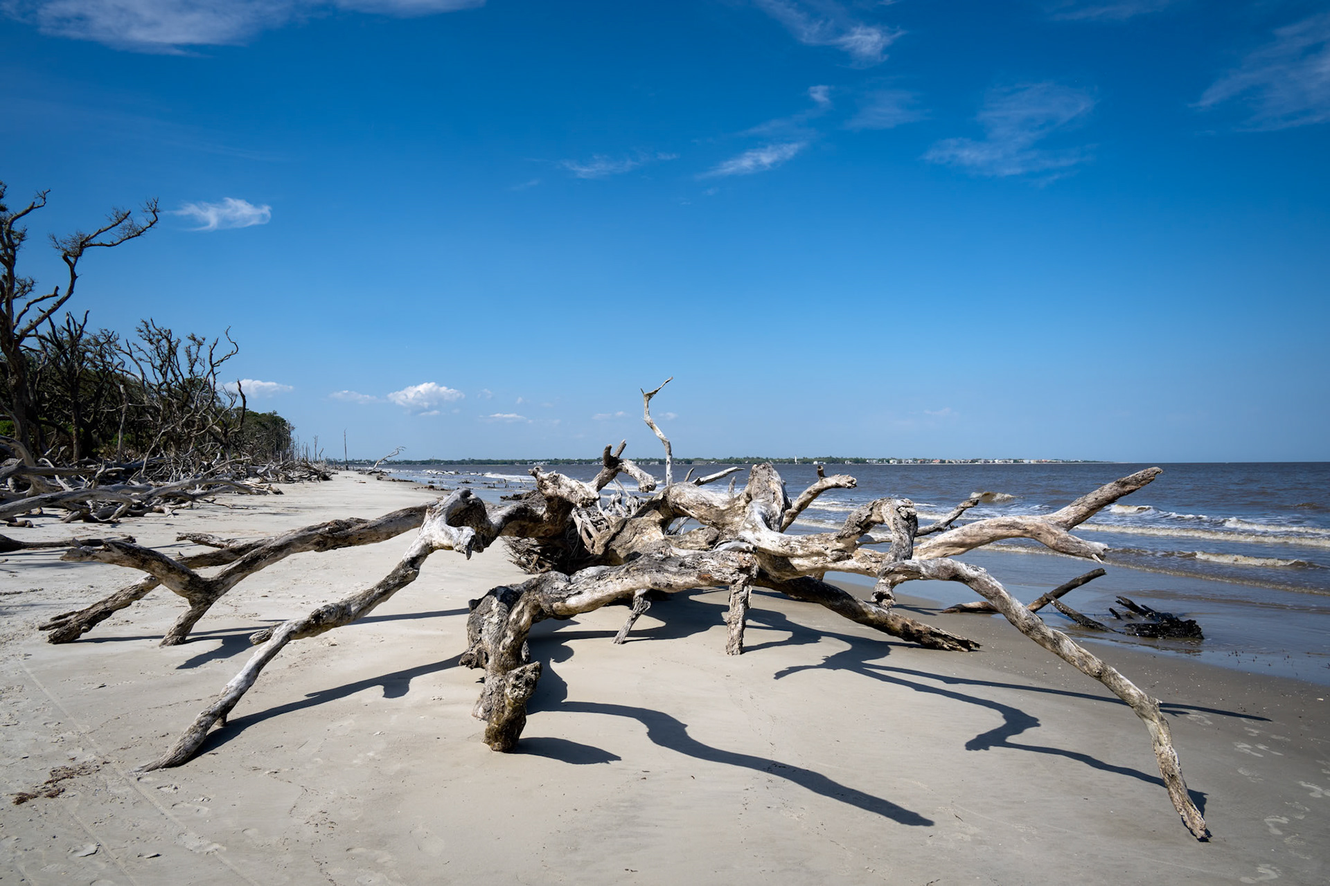 Driftwood Beach Tree Crab