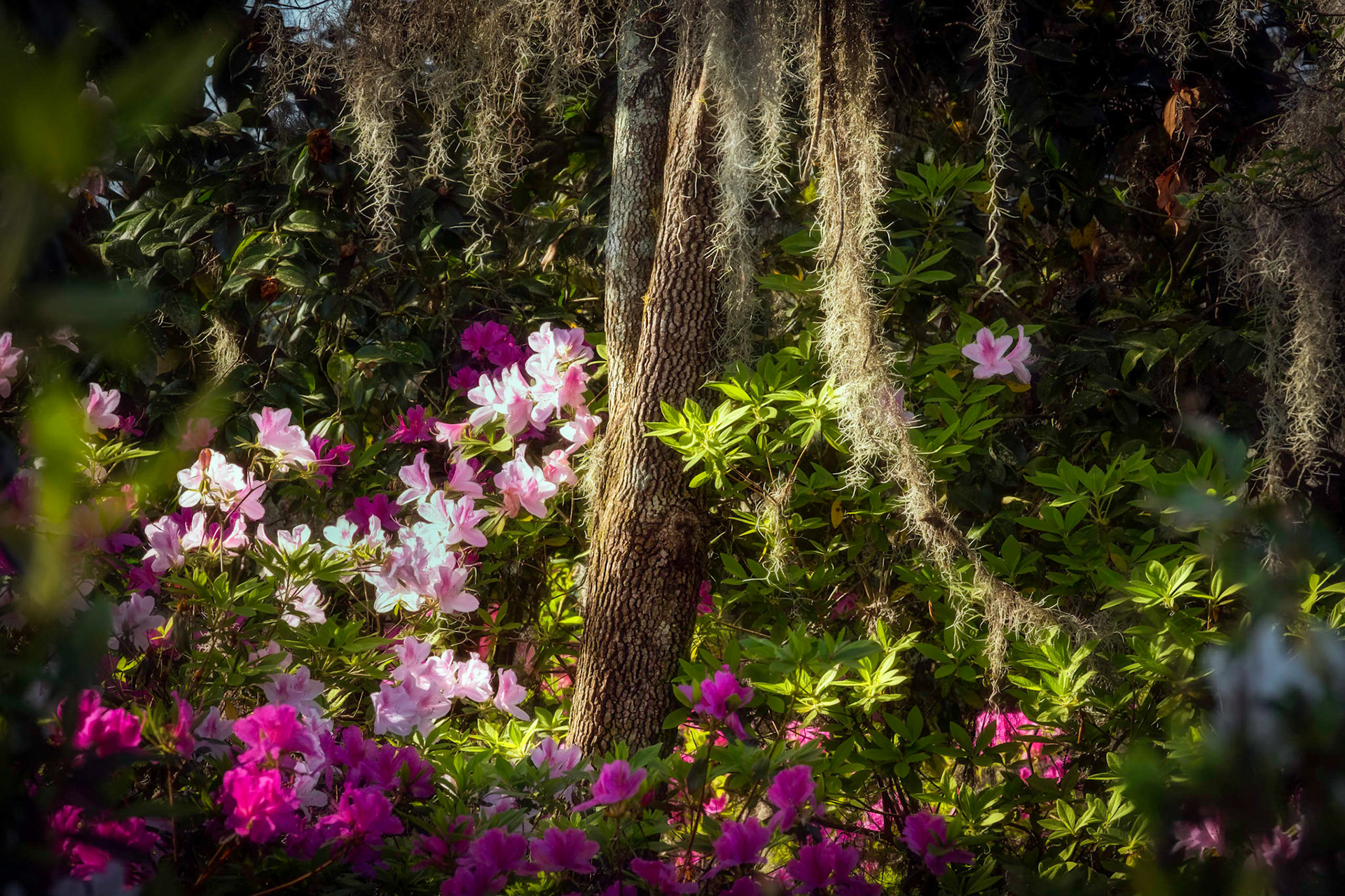 window into Charleston Spring
