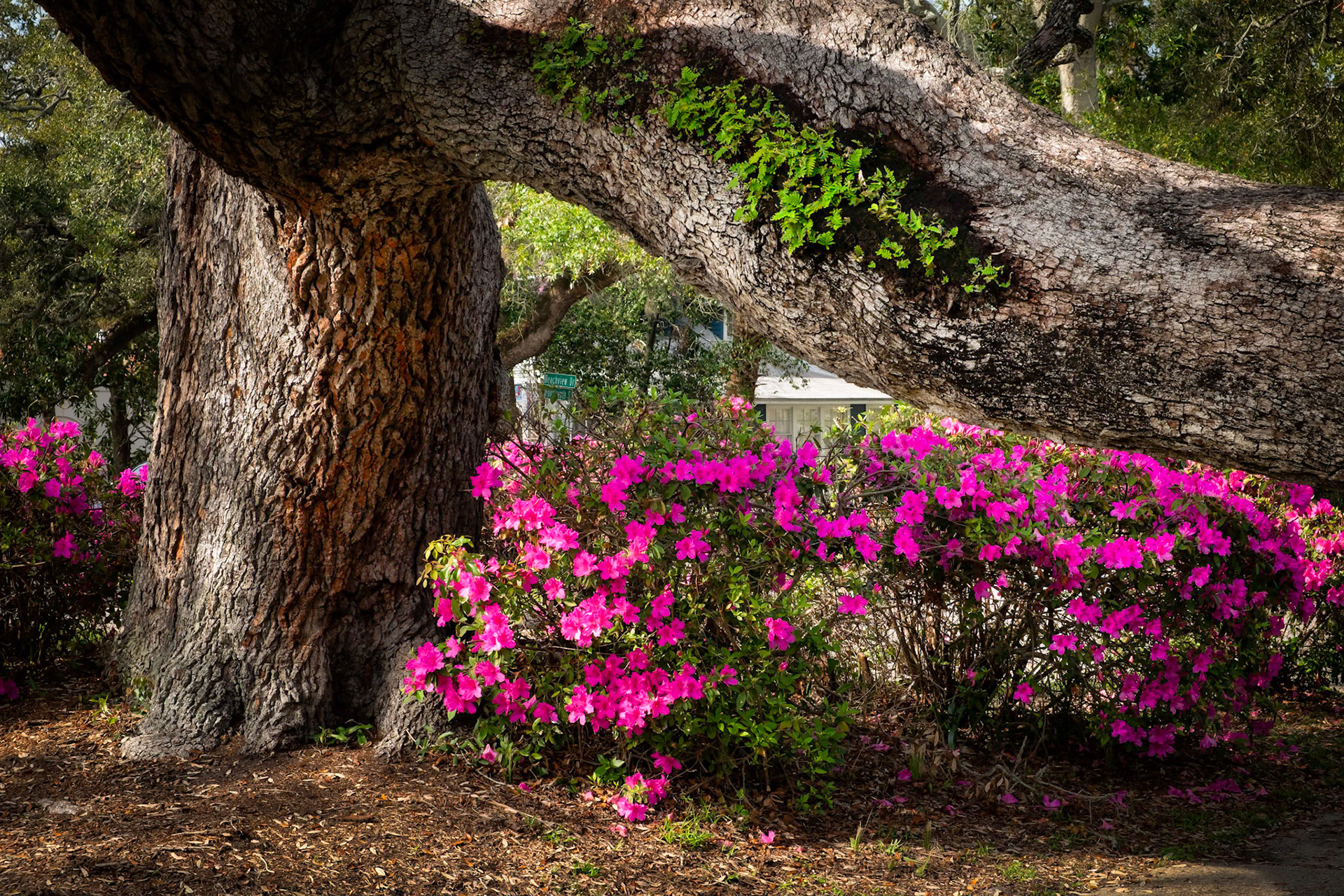 Giant Oak &amp; Azaleas