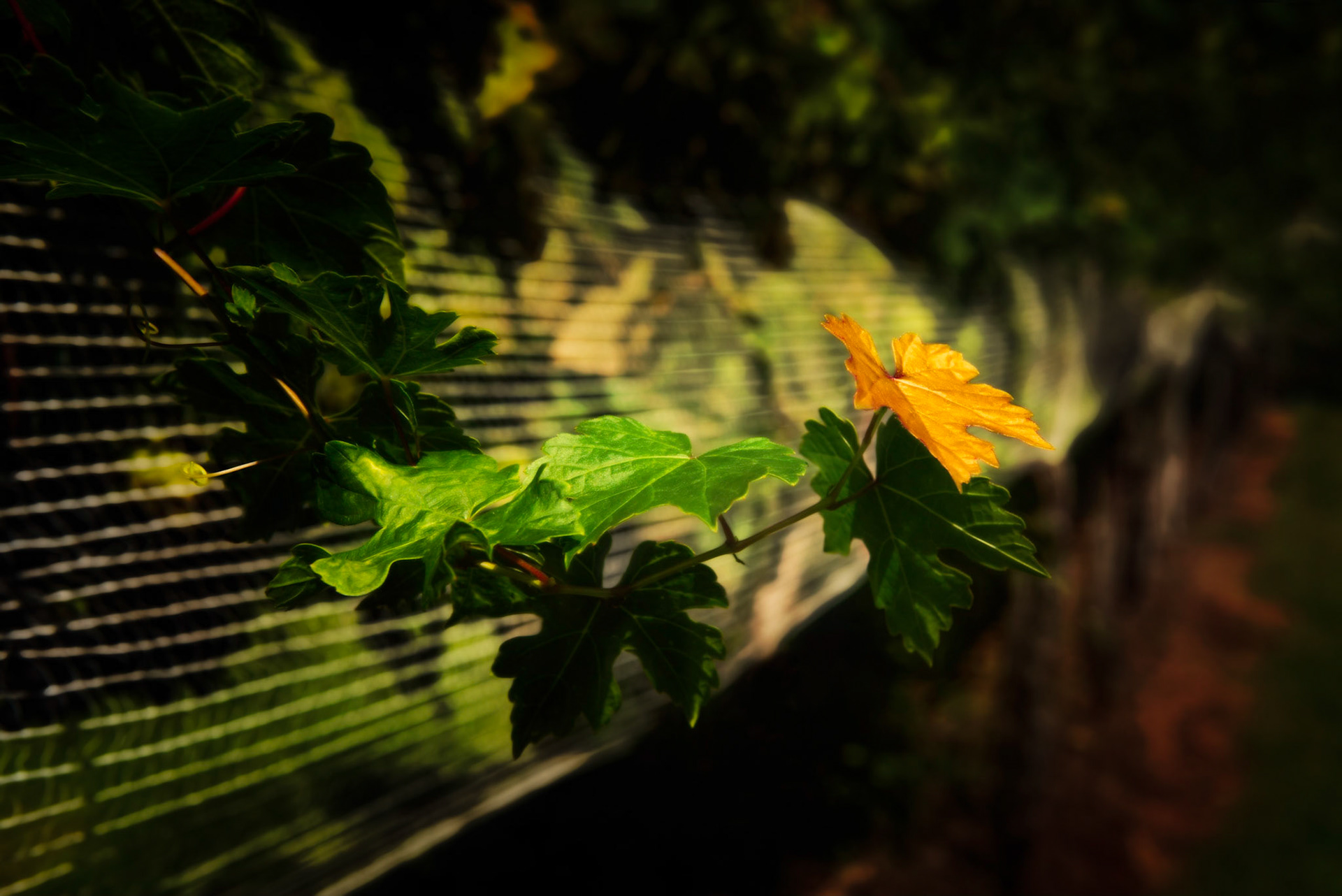 Vine View