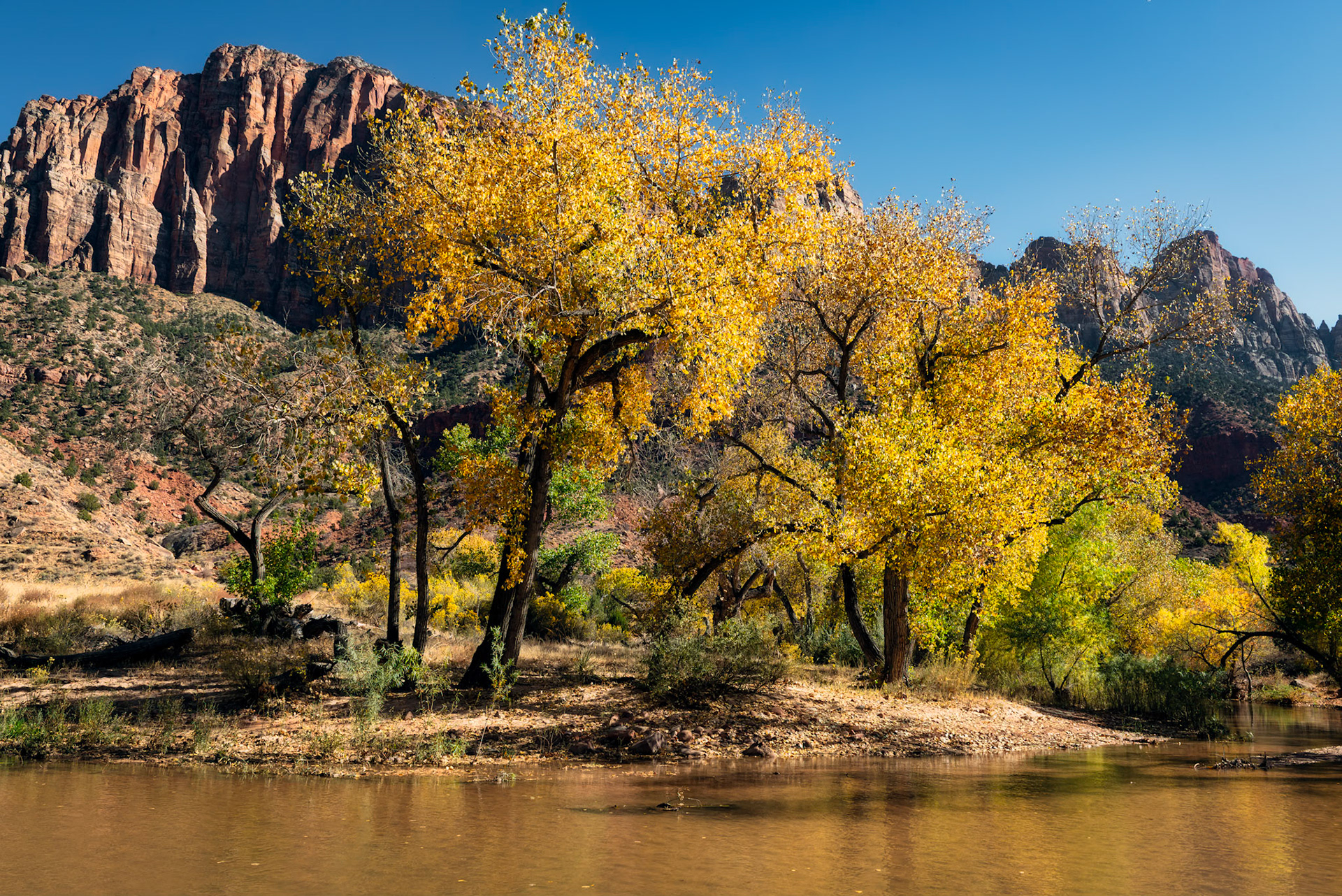 Golden Cottonwoods along the Virgin River