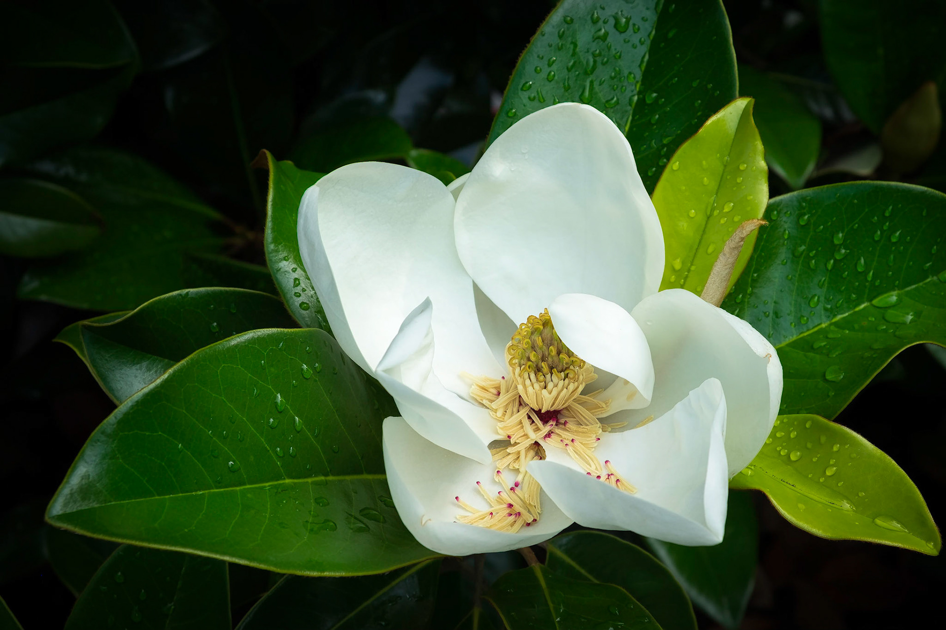 Early Morning Magnolia Bloom