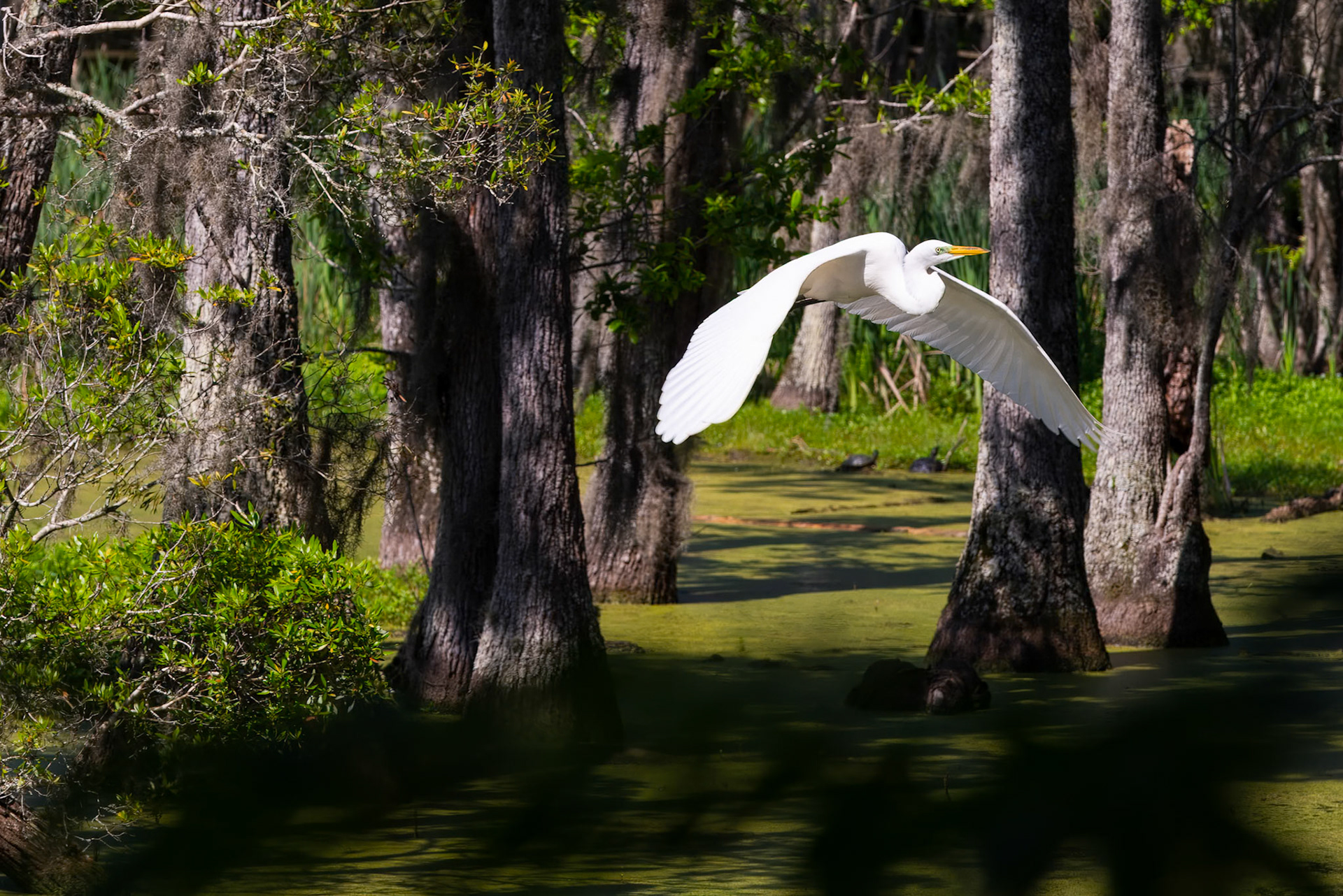 Swamp Flight