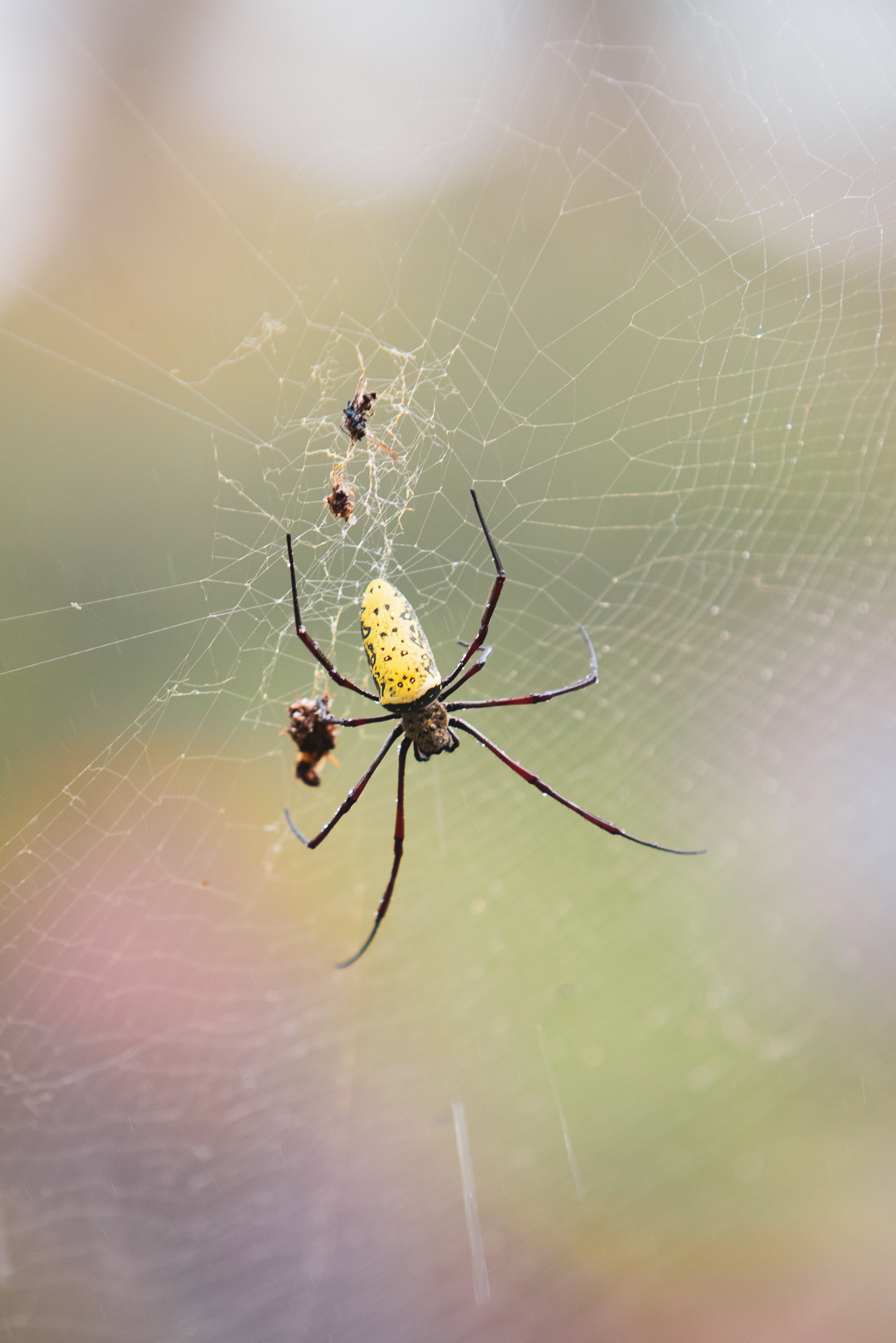 Nephila en Indonésie - 2024