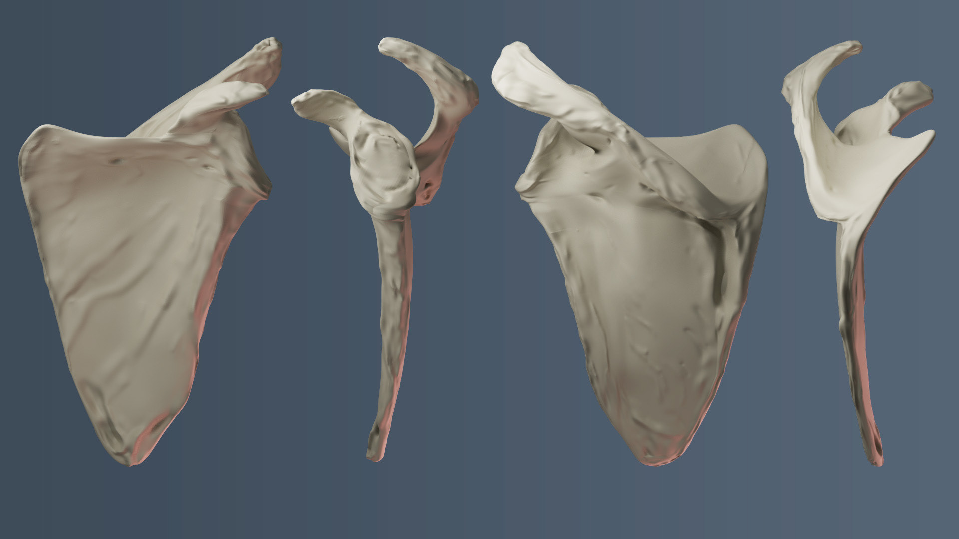 Scapula