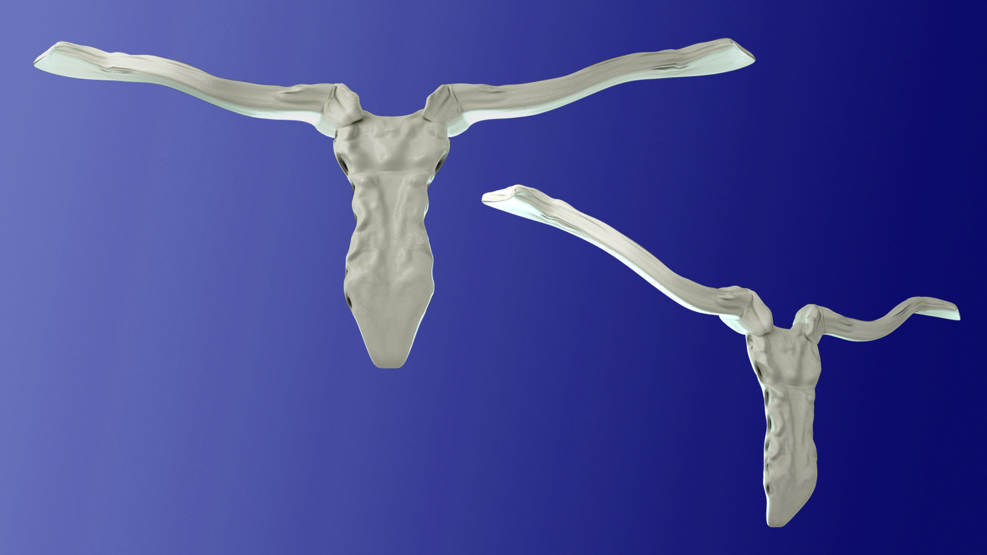 The Sternum and Clavicles