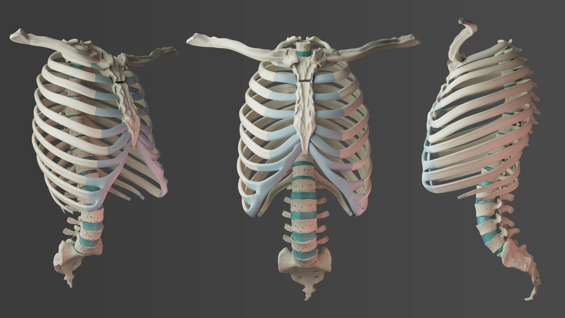 Thorax