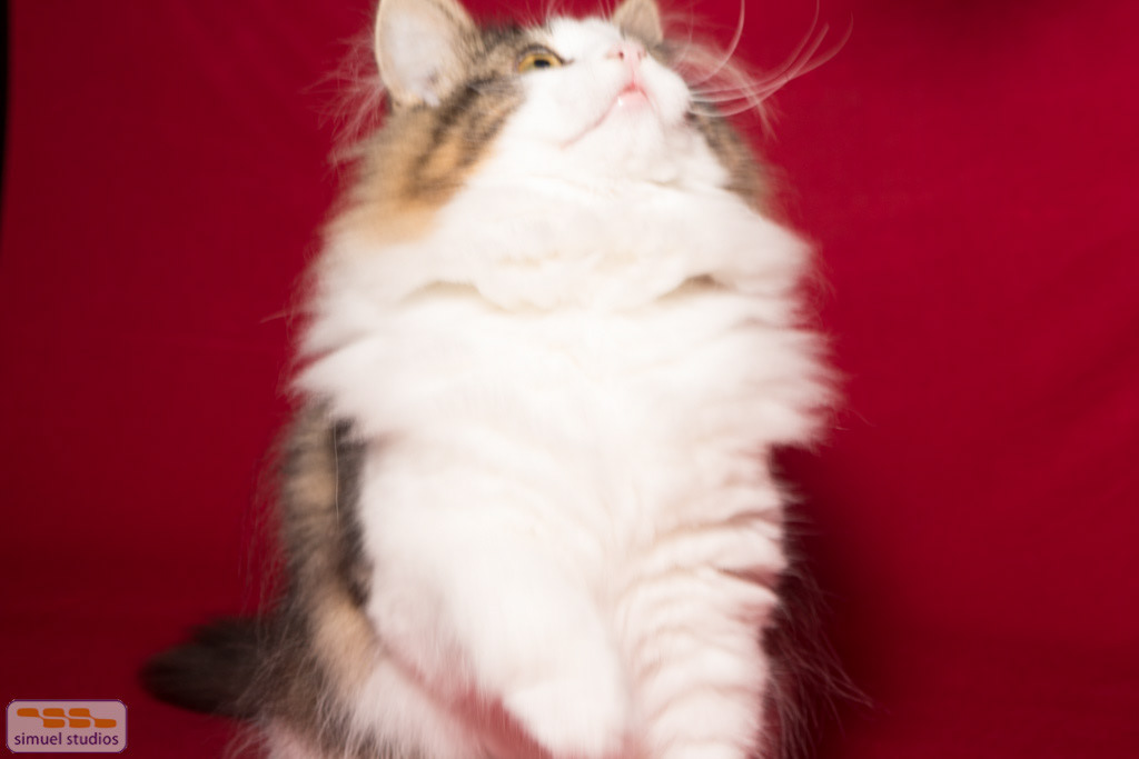 8297