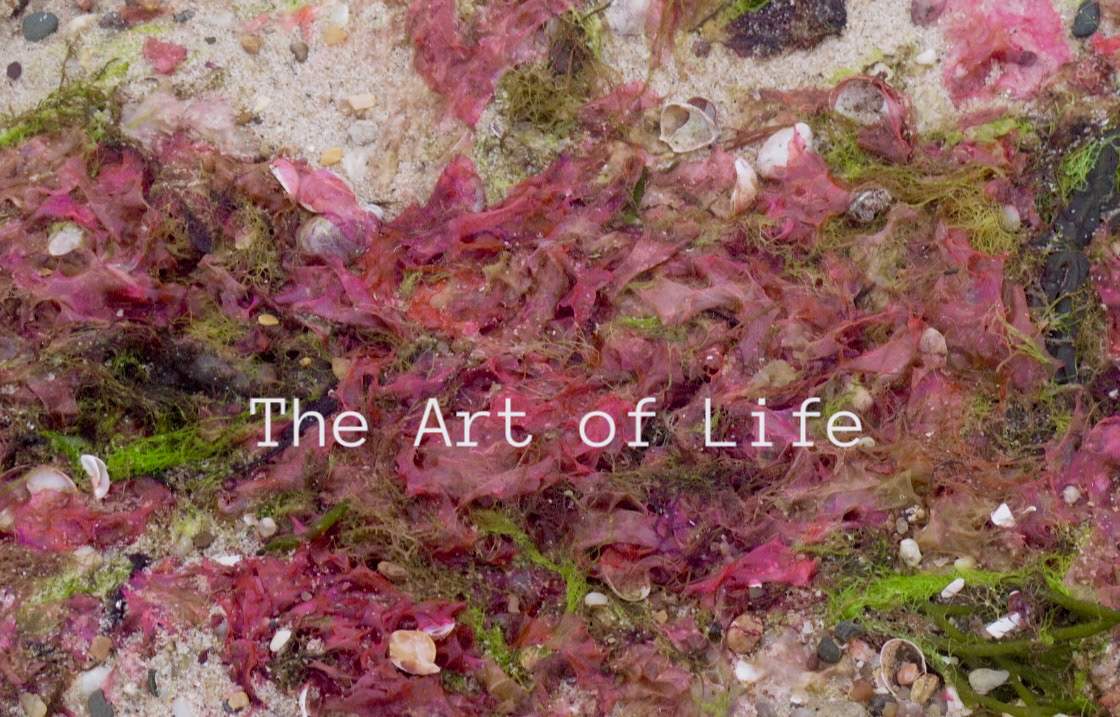 “The Art of Life: capturing nature's color palette." - Haley Watson, 2024