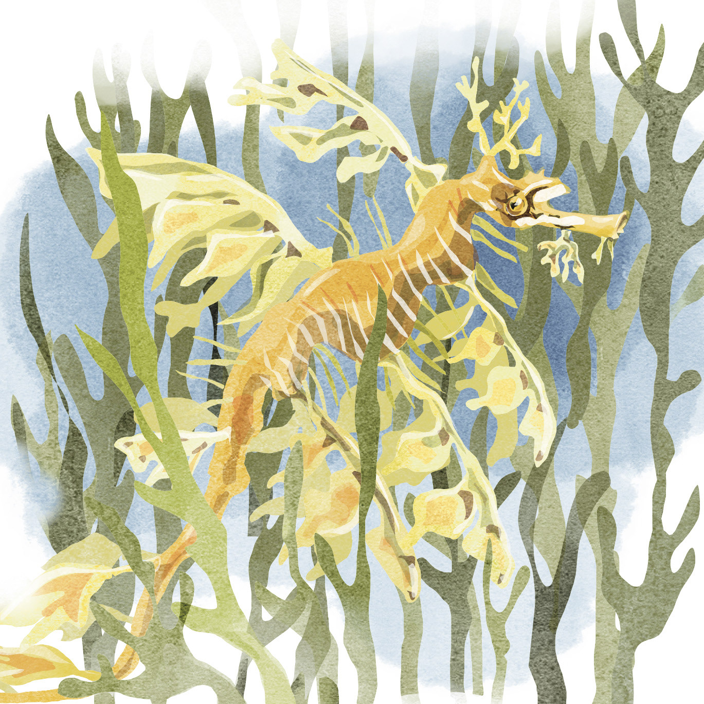 Weedy seadragon