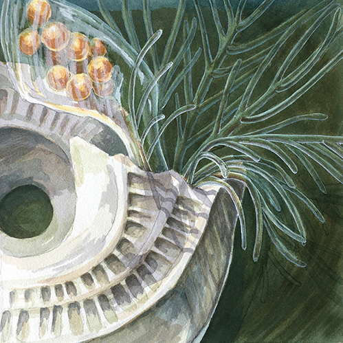 Embryos brooded in operculum – watercolour (300 x 300 mm)