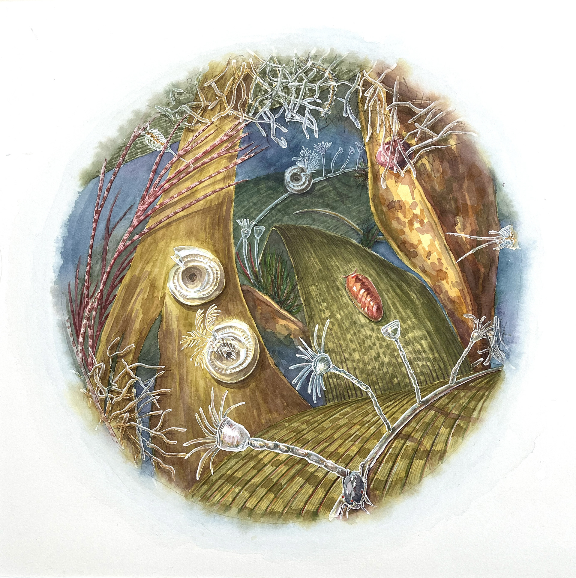 Underwater world – Watercolour on paper (600 x 600 mm)