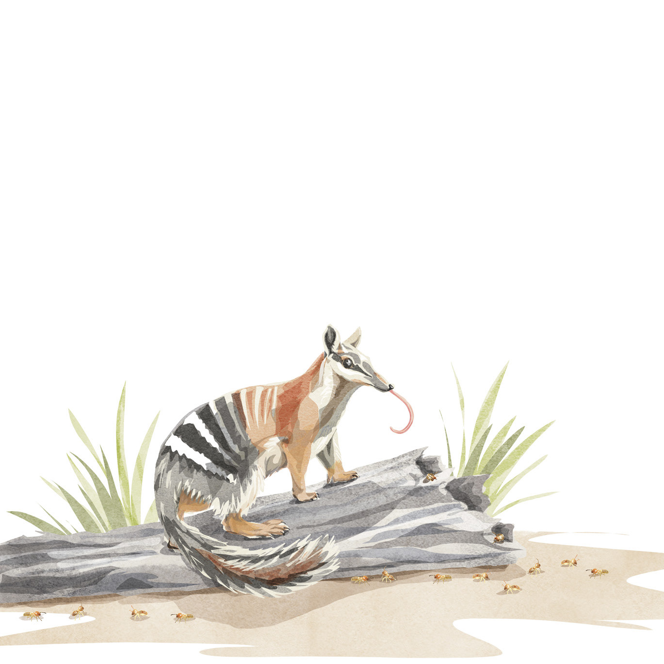 Numbat