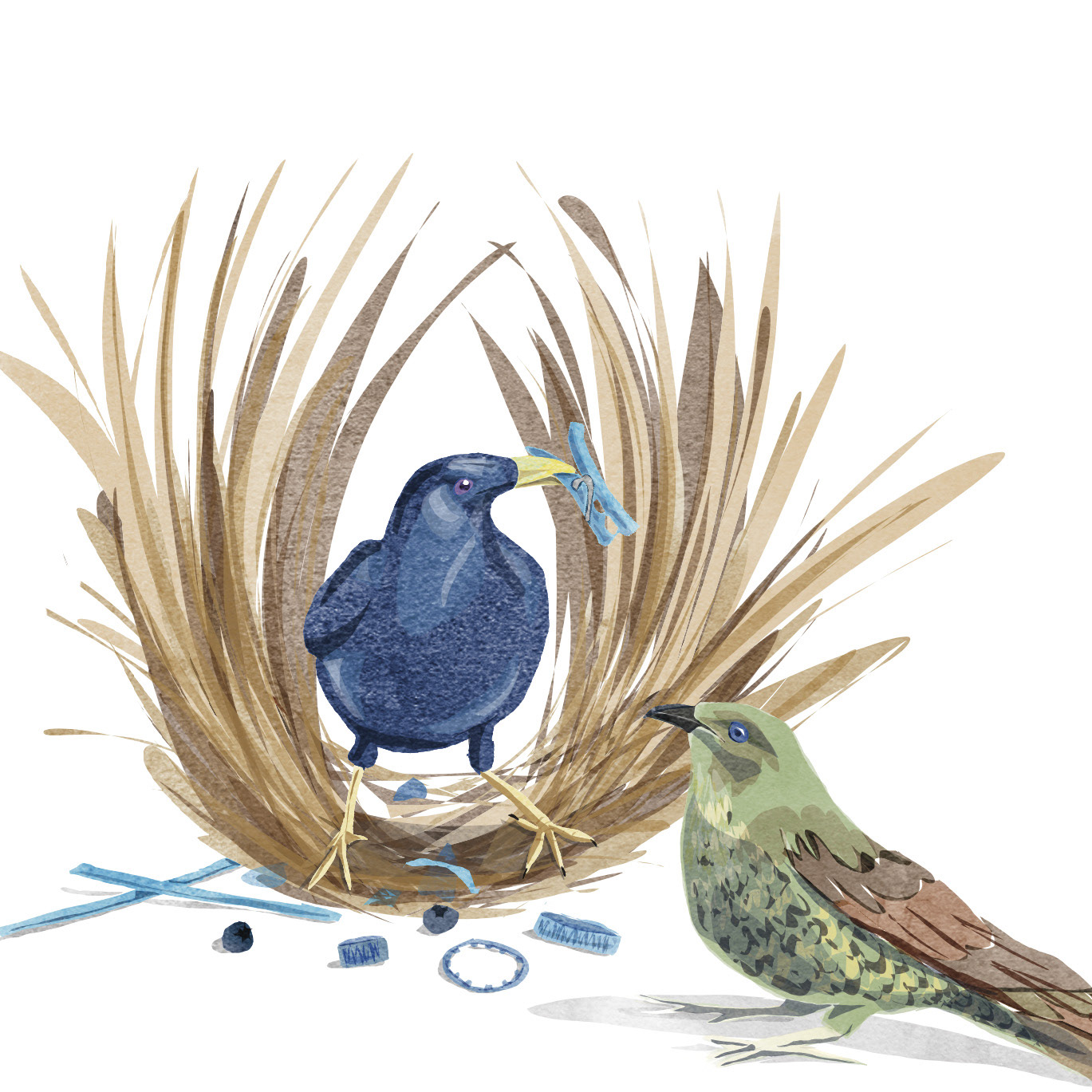 Bowerbirds