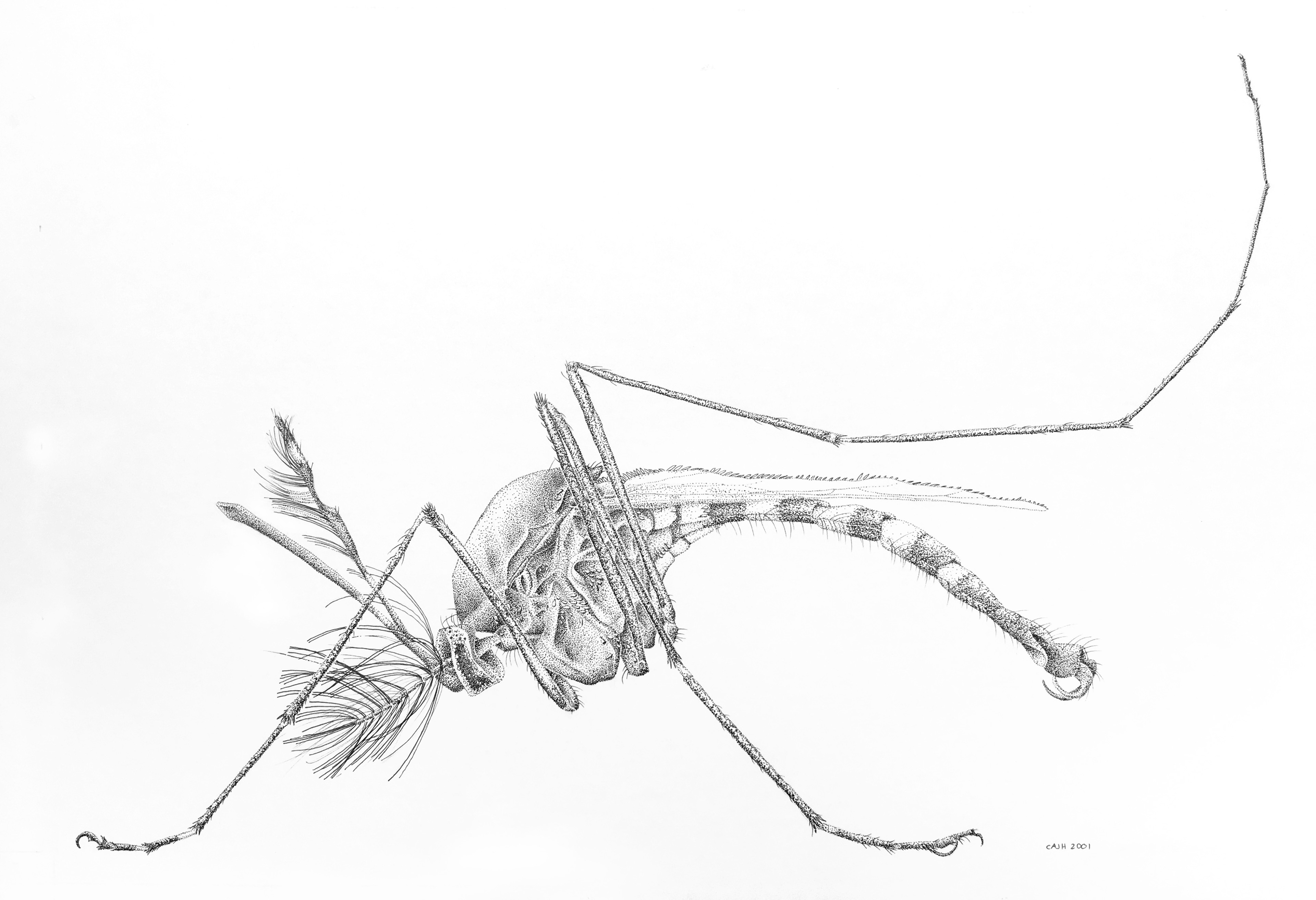 Original illustration of male Anopheles mosquito, A4, pen stipple on board