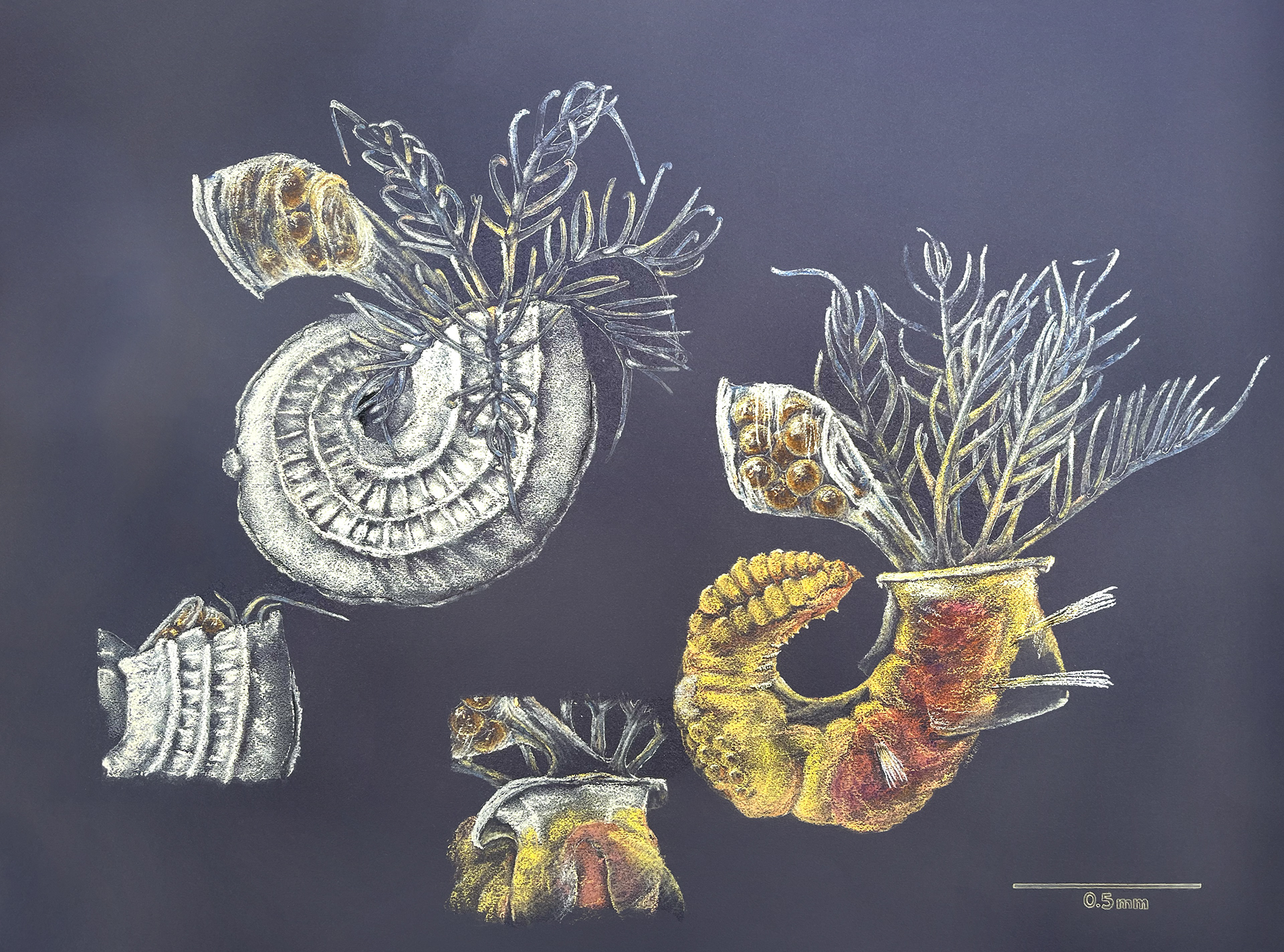 In and out of shell – chalk pastel on paper (594 x 841 mm (A1))