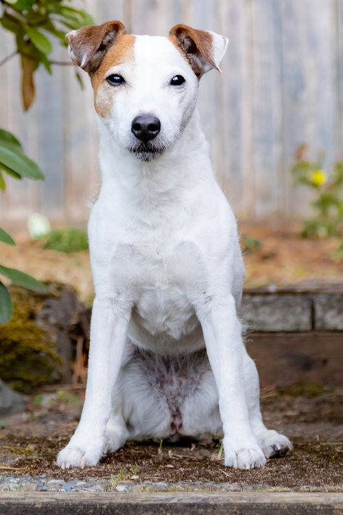 Piper