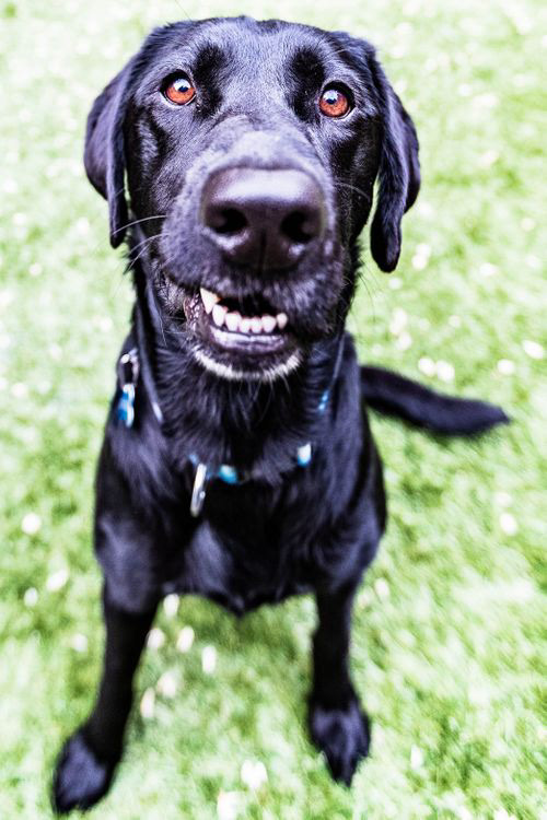 Stella