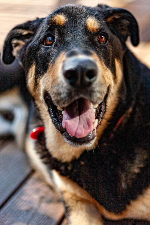 Gus