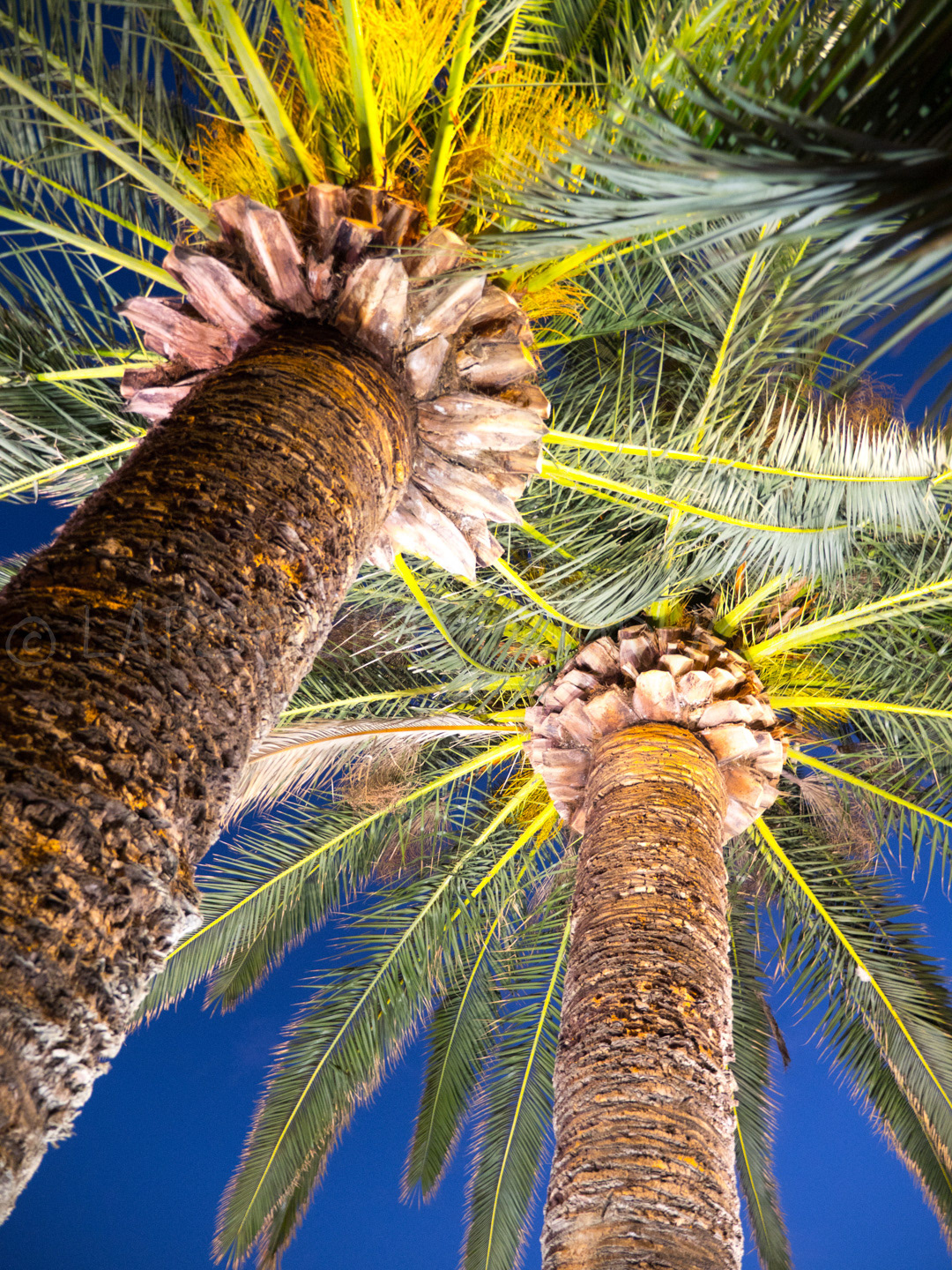 Palm Trees