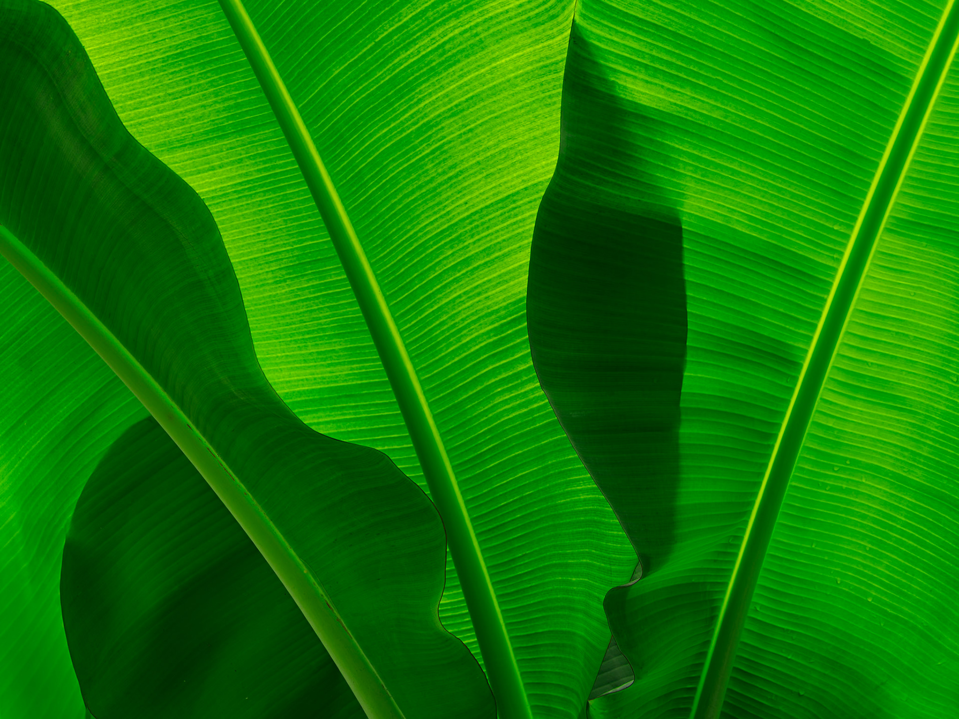 Light and shadow interlock along bold ribs and subtle curves.