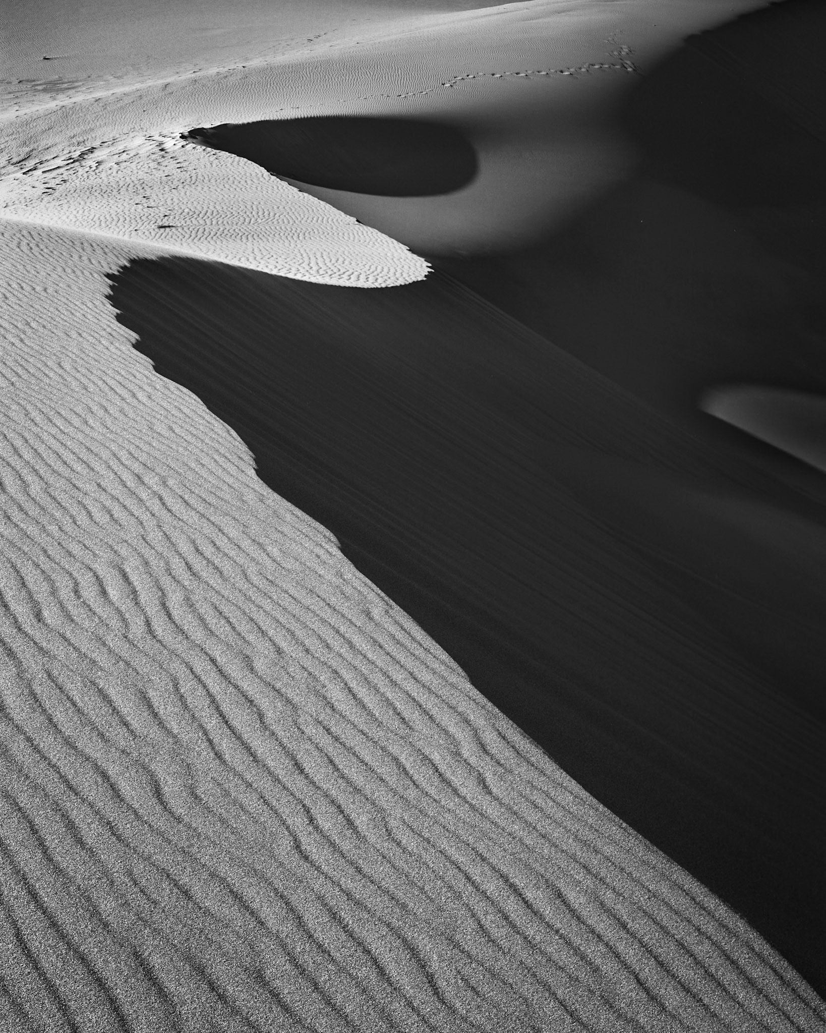 Wind-carved dunes in Colorado form graceful S-curves of light and shadow.