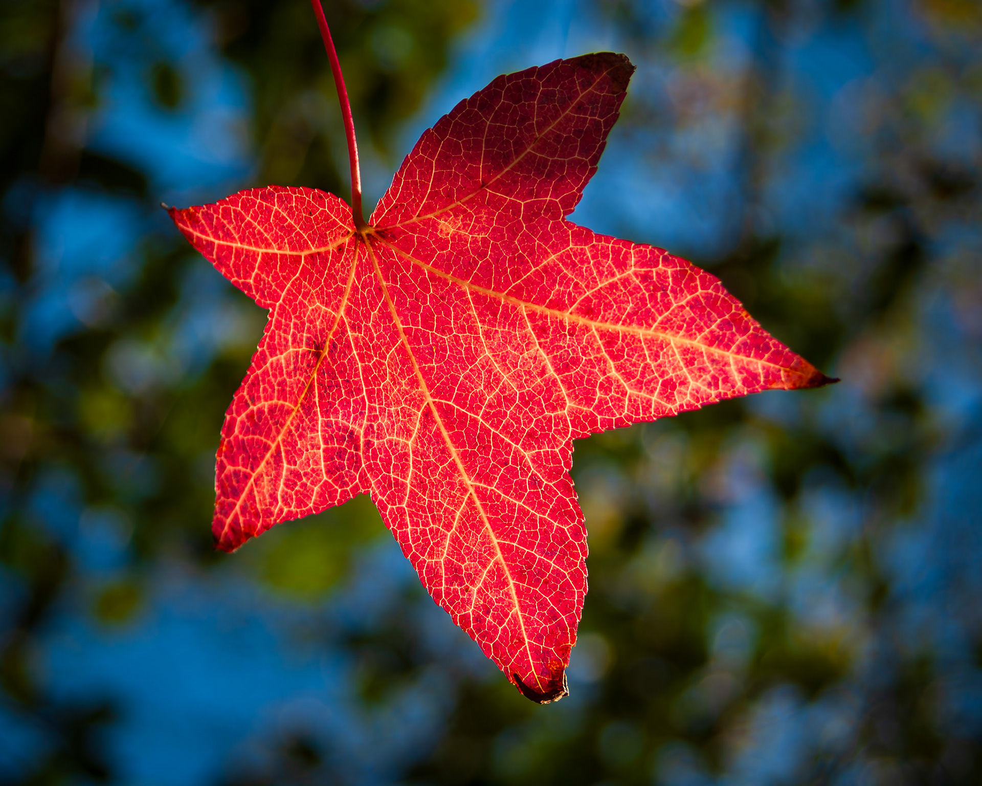 Falling Star of Autumn