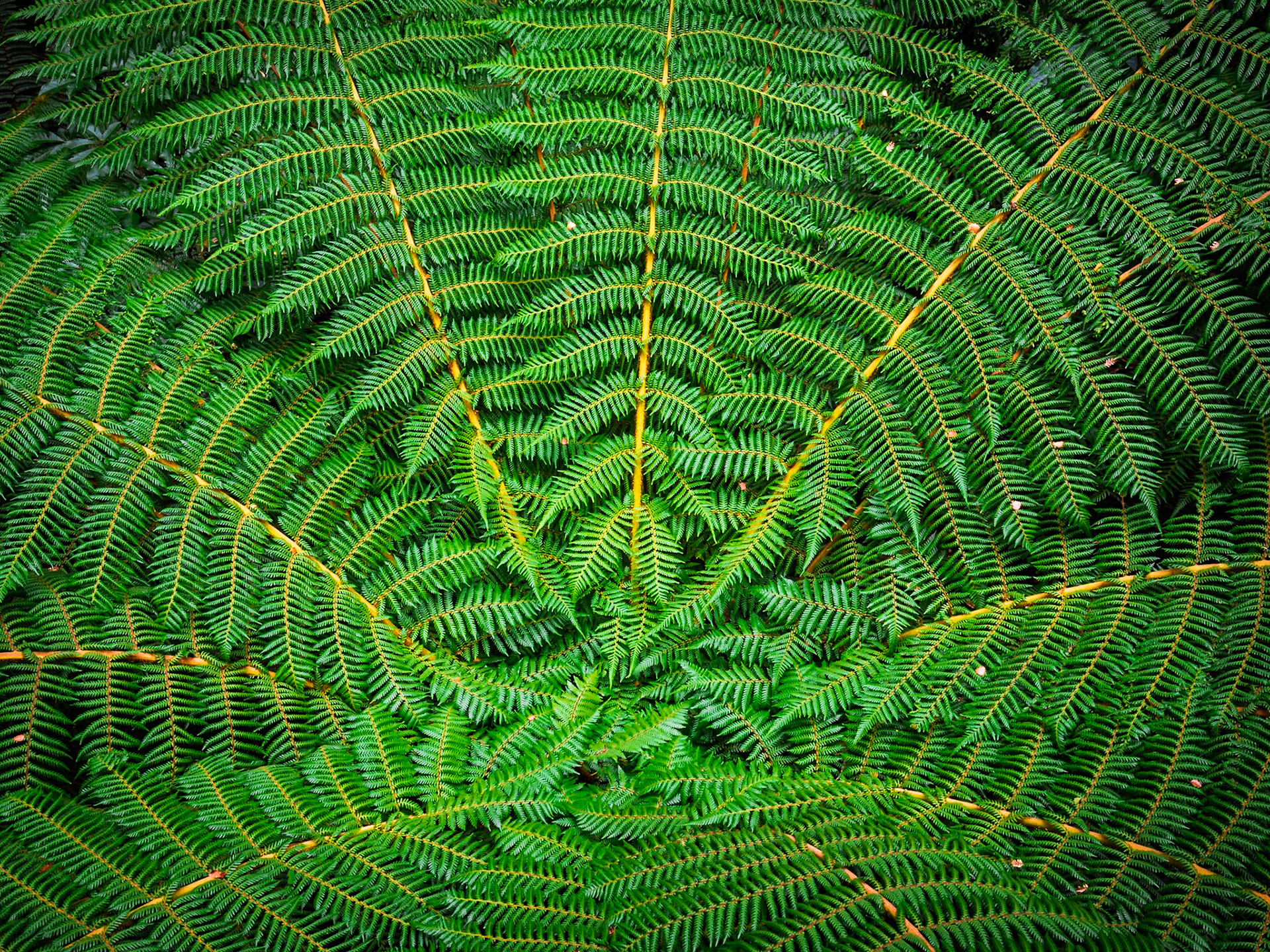 The delicate symmetry of a single fern frond reveals nature's precise geometric design.