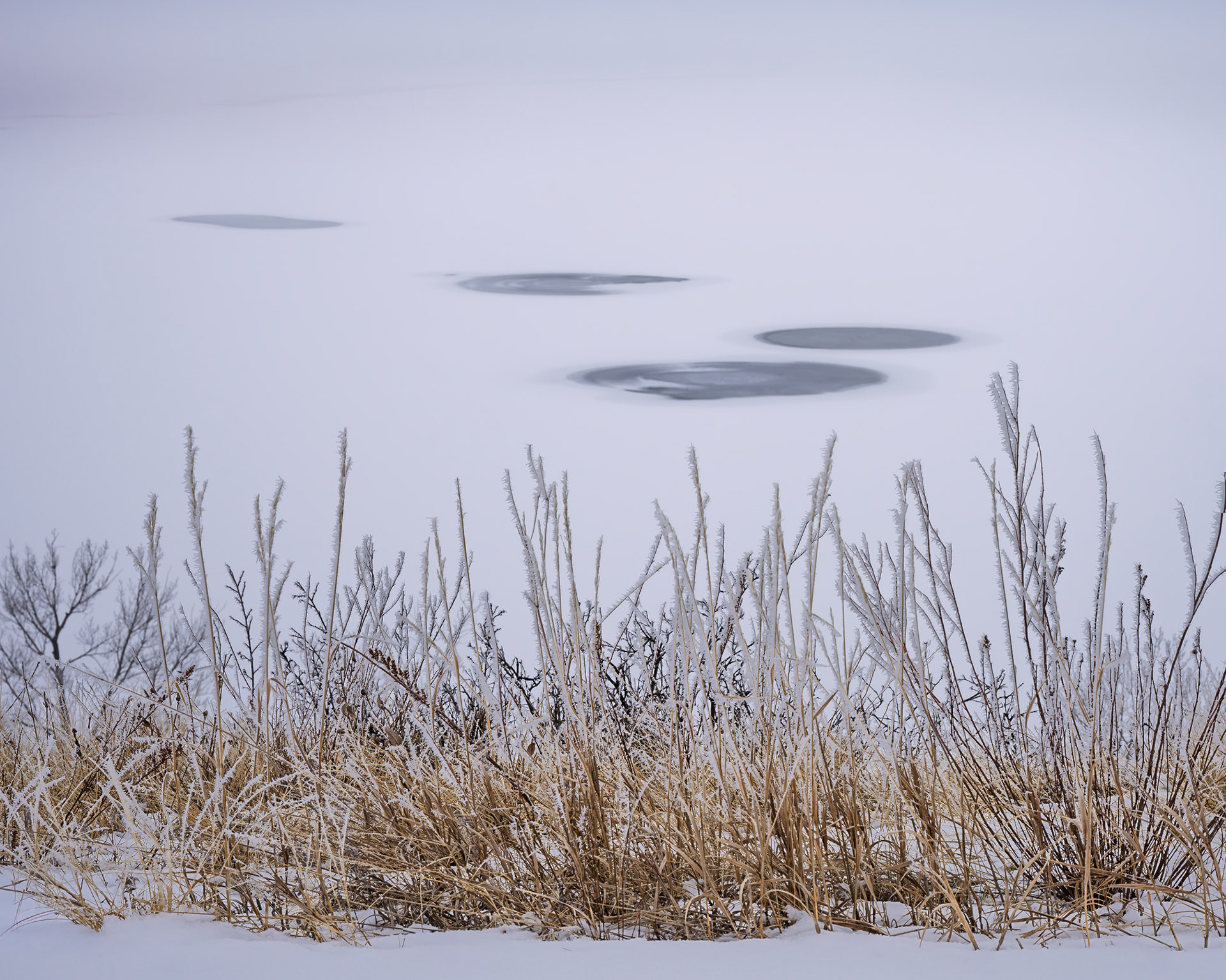 Frosted grasses reach up from the lakeshore to frame the asbtract forms scattered on the lake's surface.