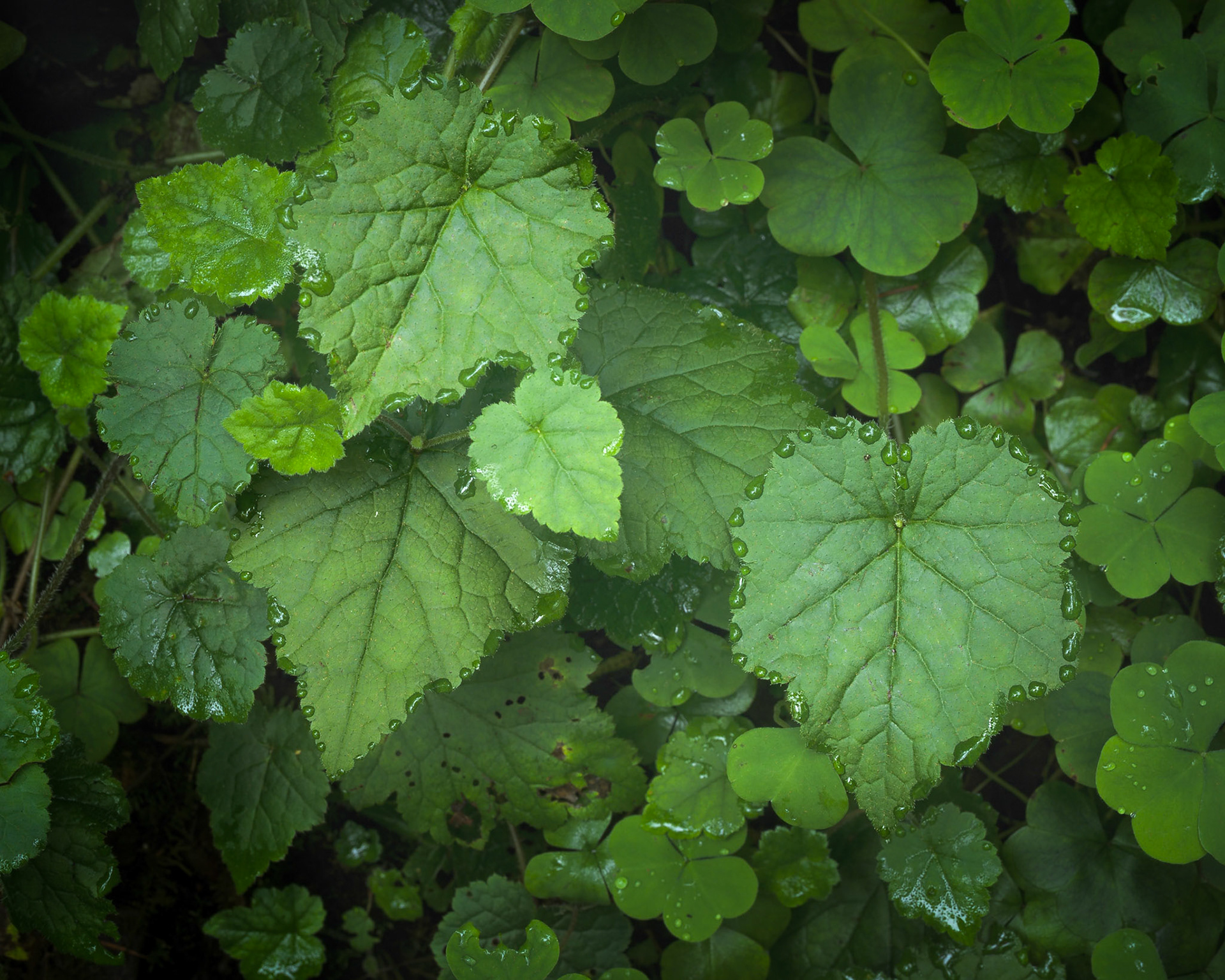 Fresh morning dew outlines a patchwork of wild foliage in Oregon.