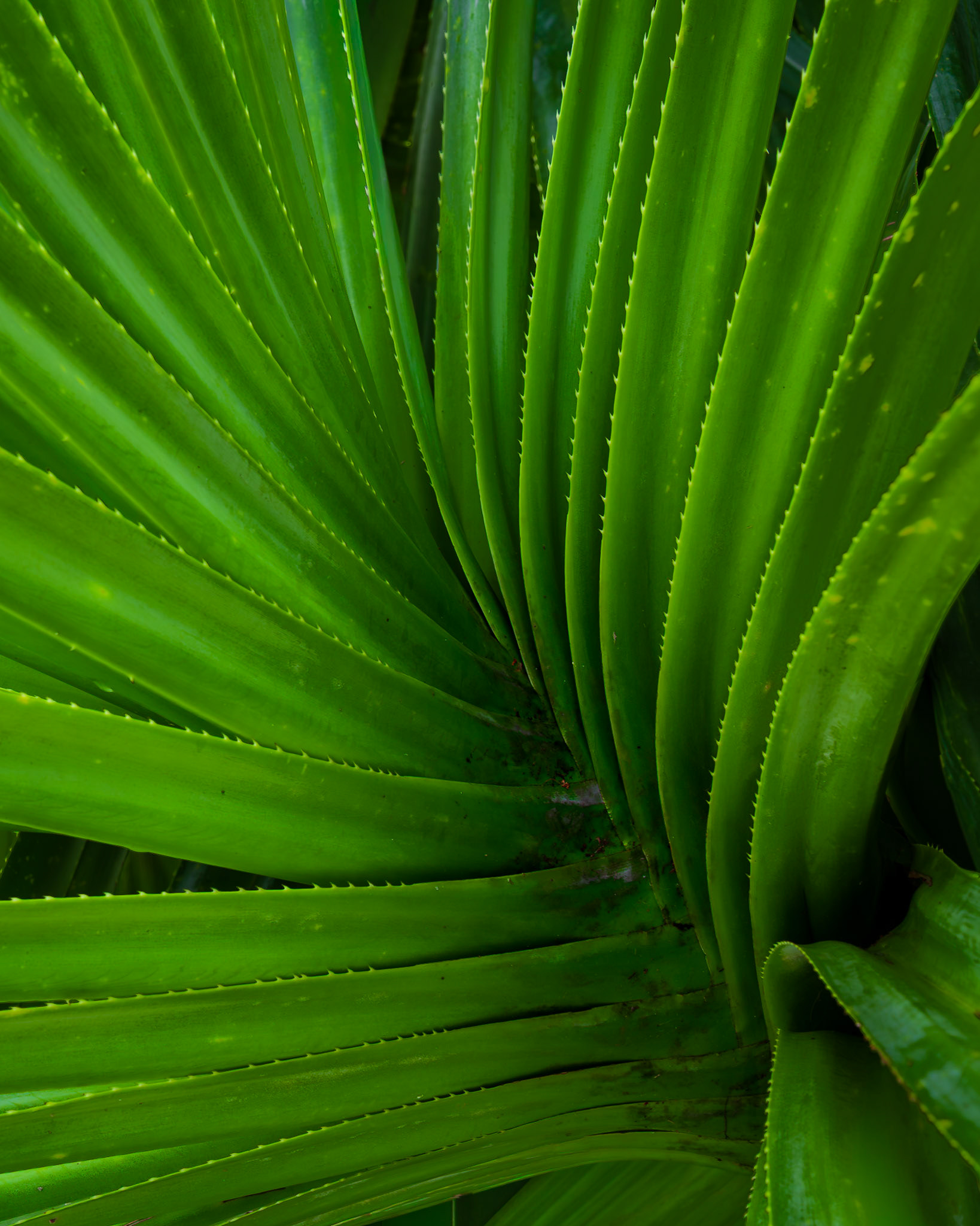 Palm fronds splay outward like emerald blades, their rhythm sharp yet fluid.