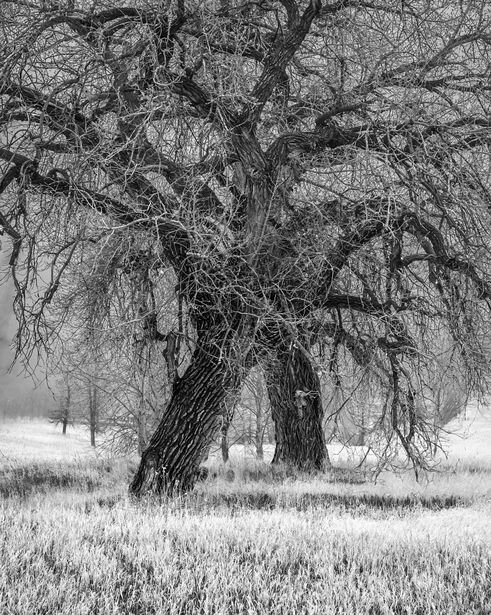 Gnarled bare branches of two bare cottonwoods trees connect in a dance.