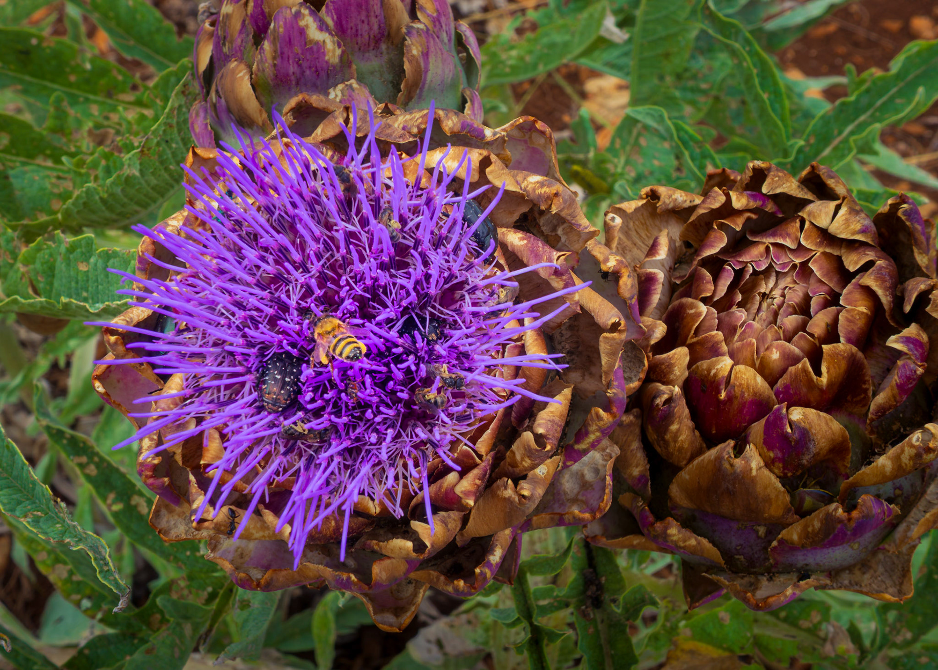 A brilliant purple artichoke blossom buzzes with life, drawing bees to its royal display amid drying leaves.