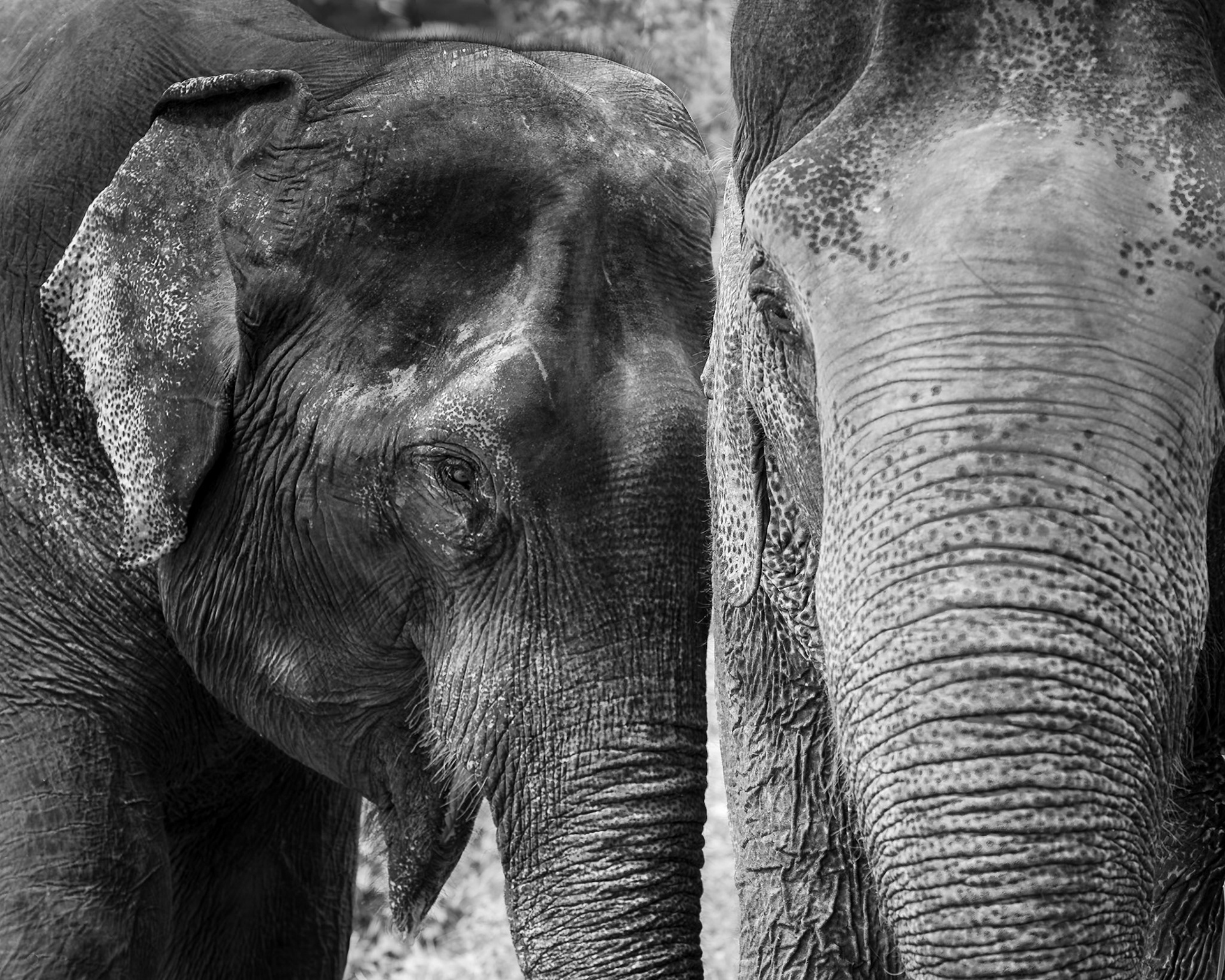 Pachyderm Pals