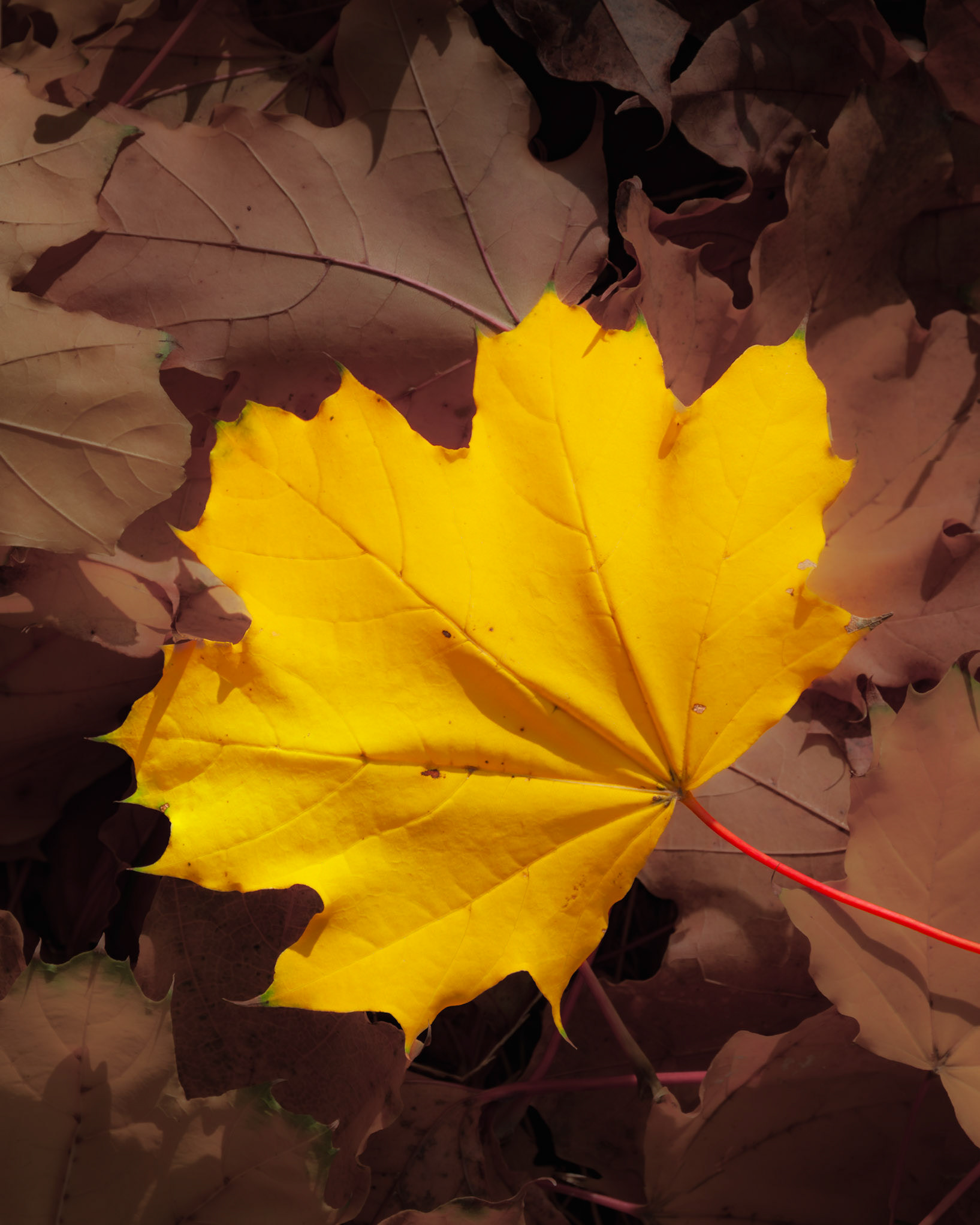 A single yellow maple leaf glows amid a bed of fading brown foliage.