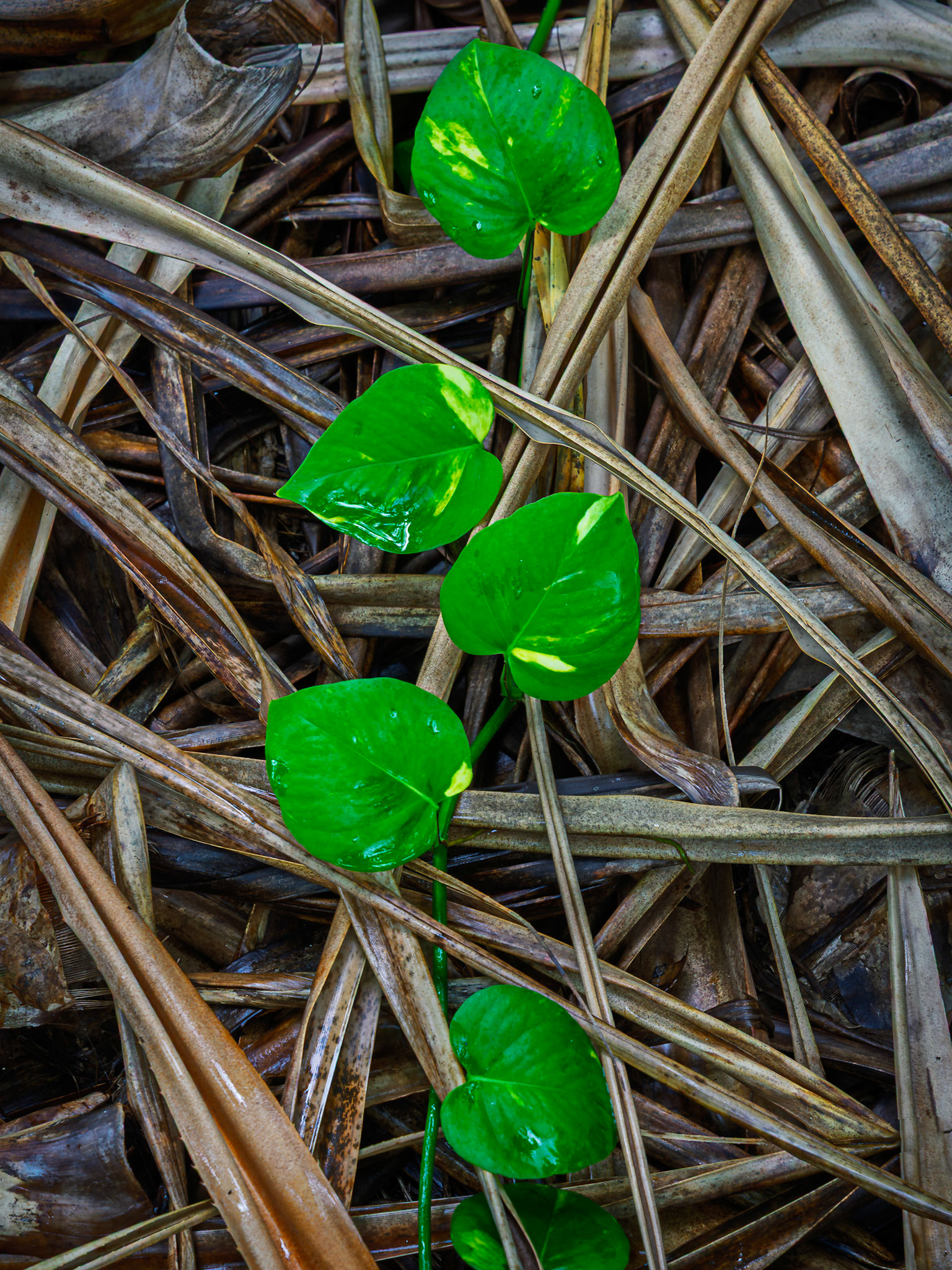 Verdant Thread