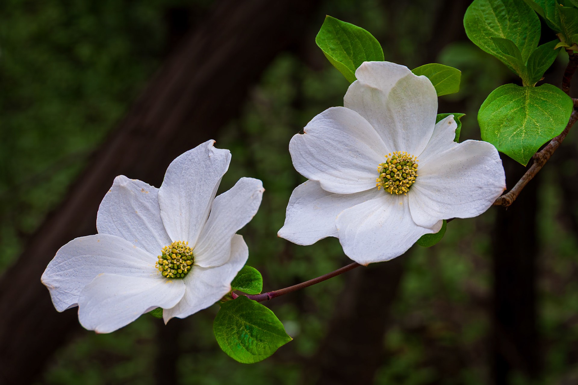 Dogwood Duet