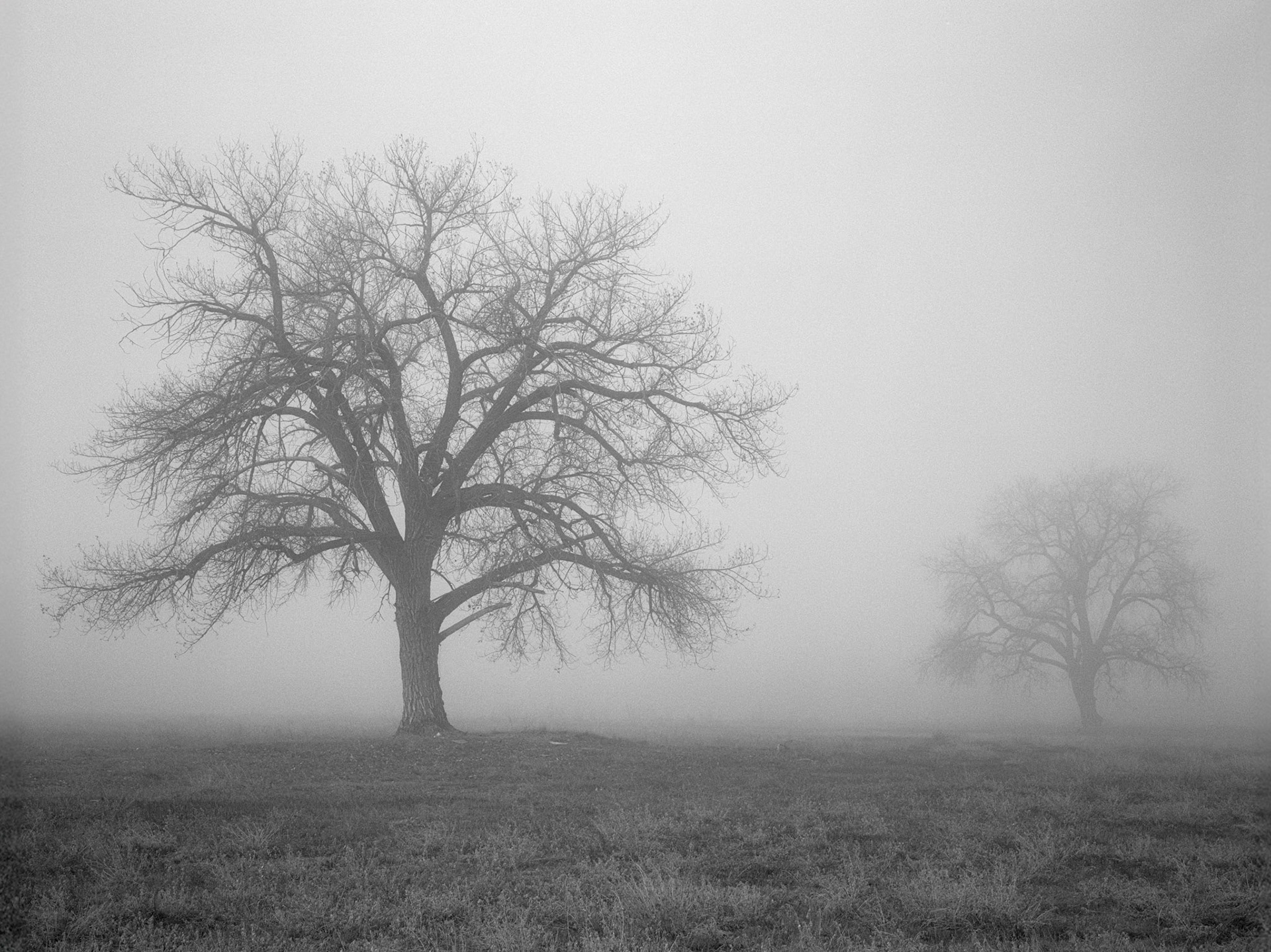 Cottonwood trees shrouded in autum fog in Fort Collins.