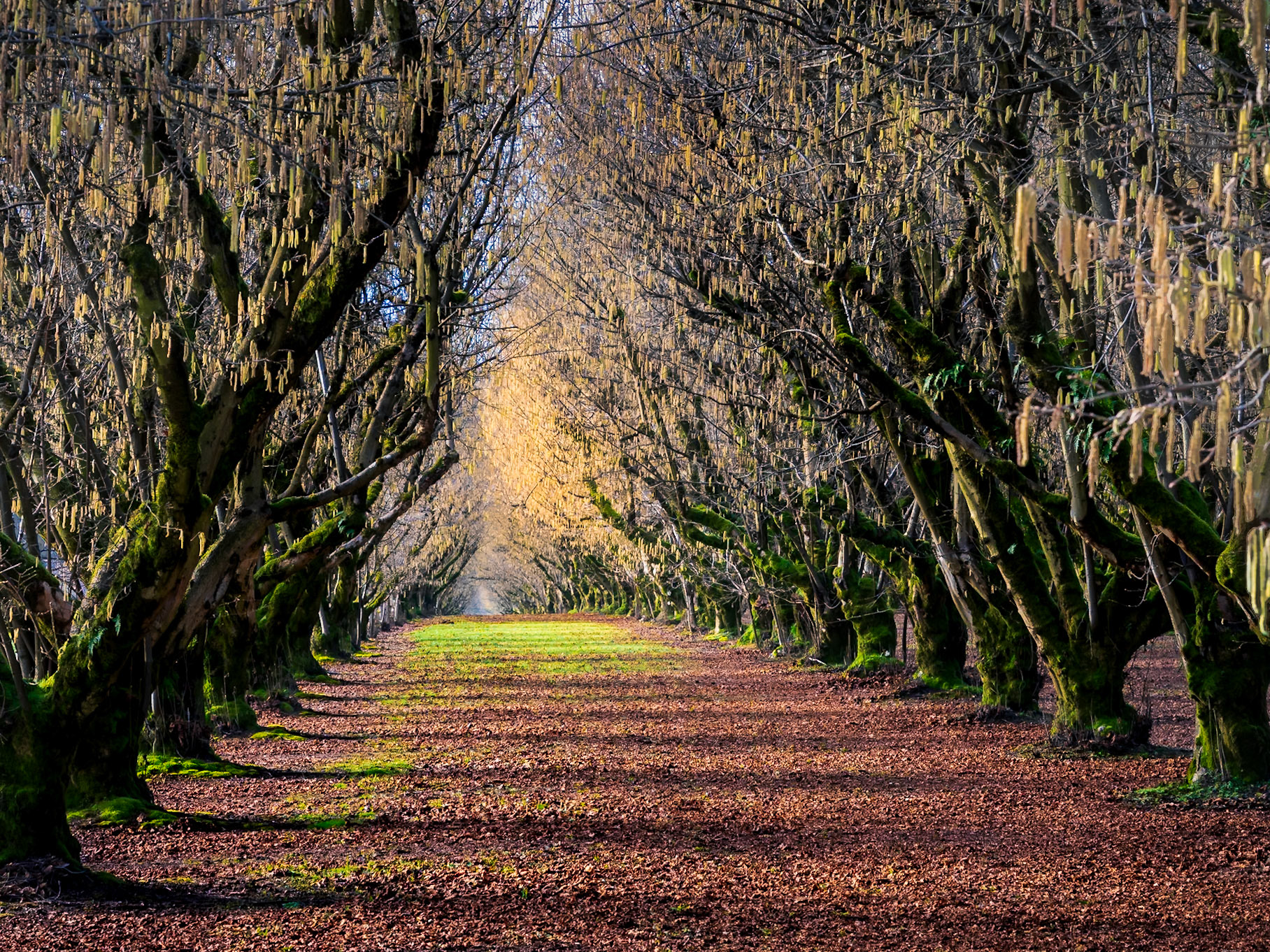 Catkin Light