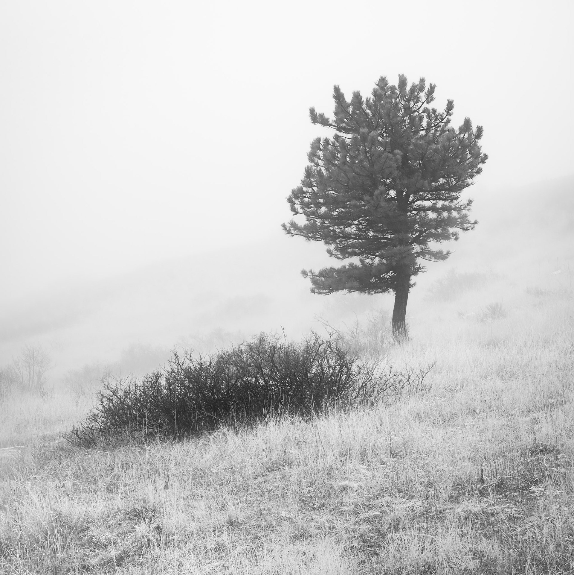 Tree and Shadow