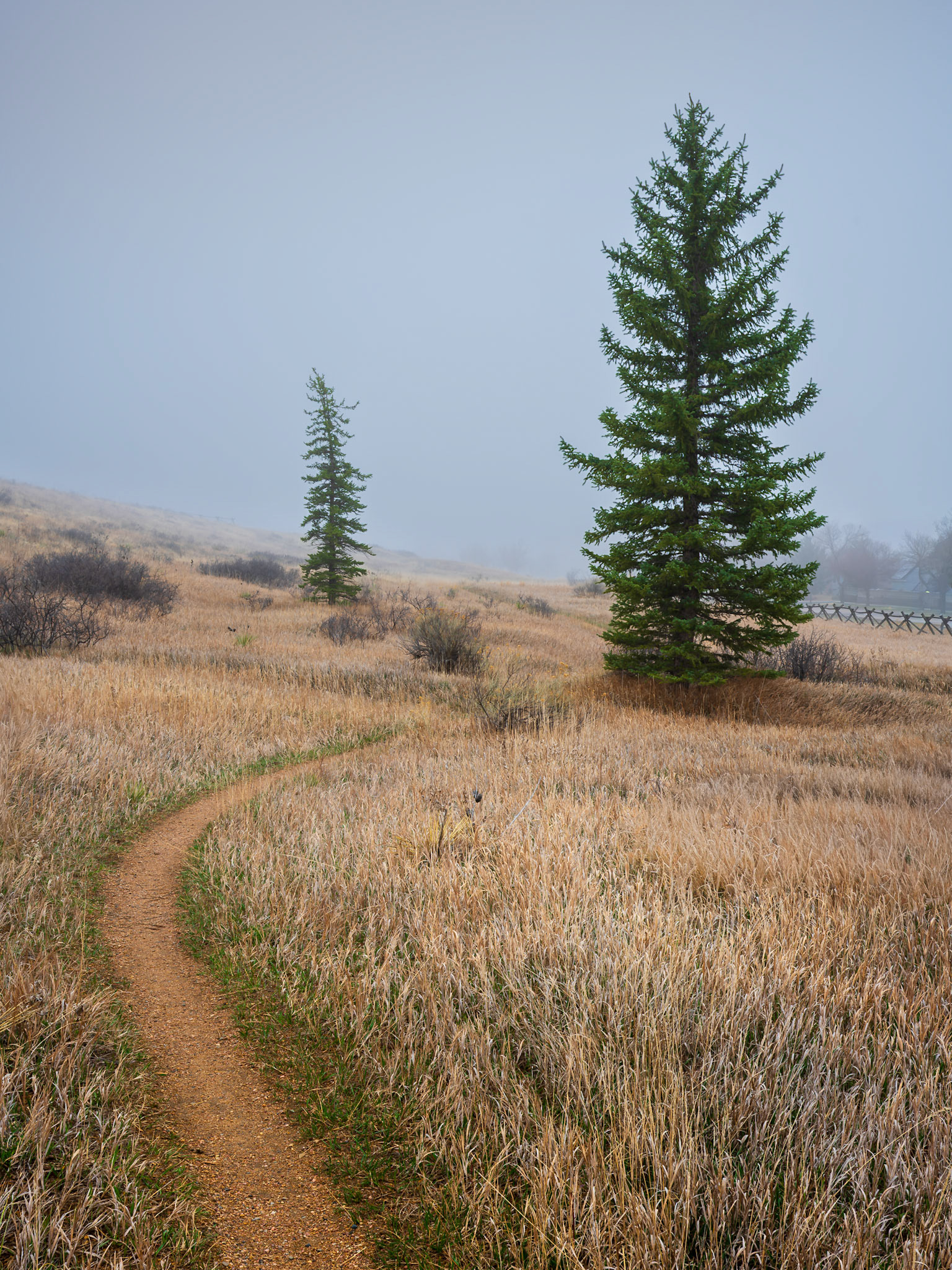 Trail and trees fade into depth in a fog-filled morning.