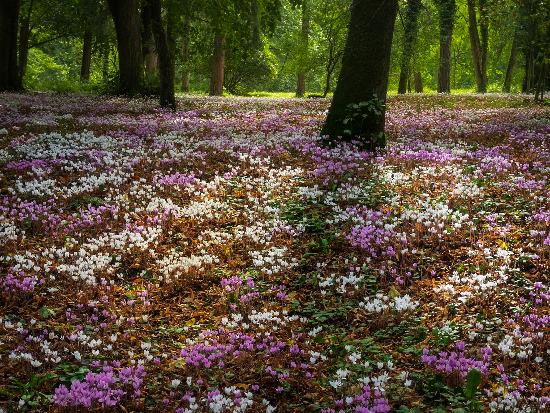 Woodland Bloom