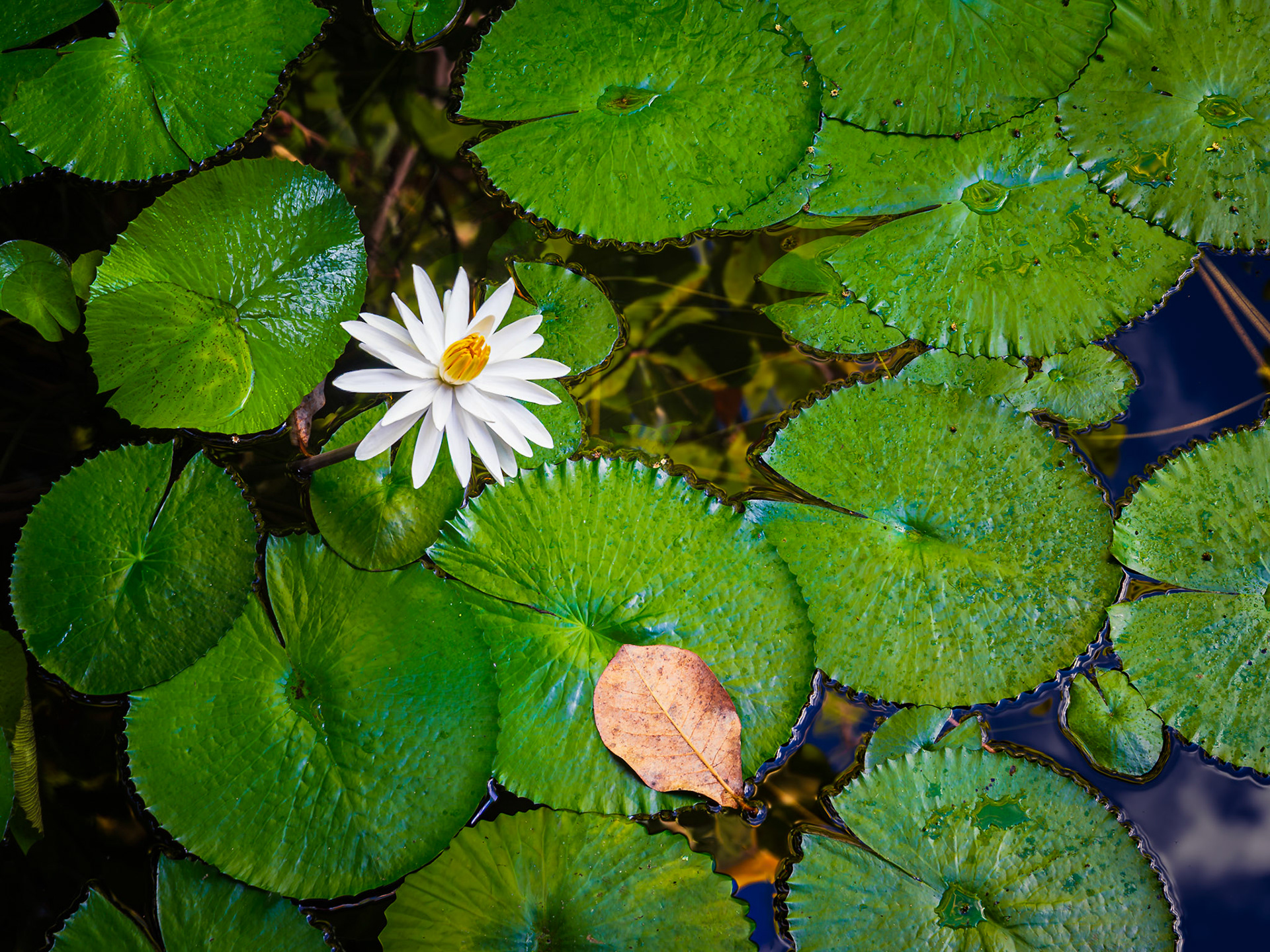 Lily and the Leaf