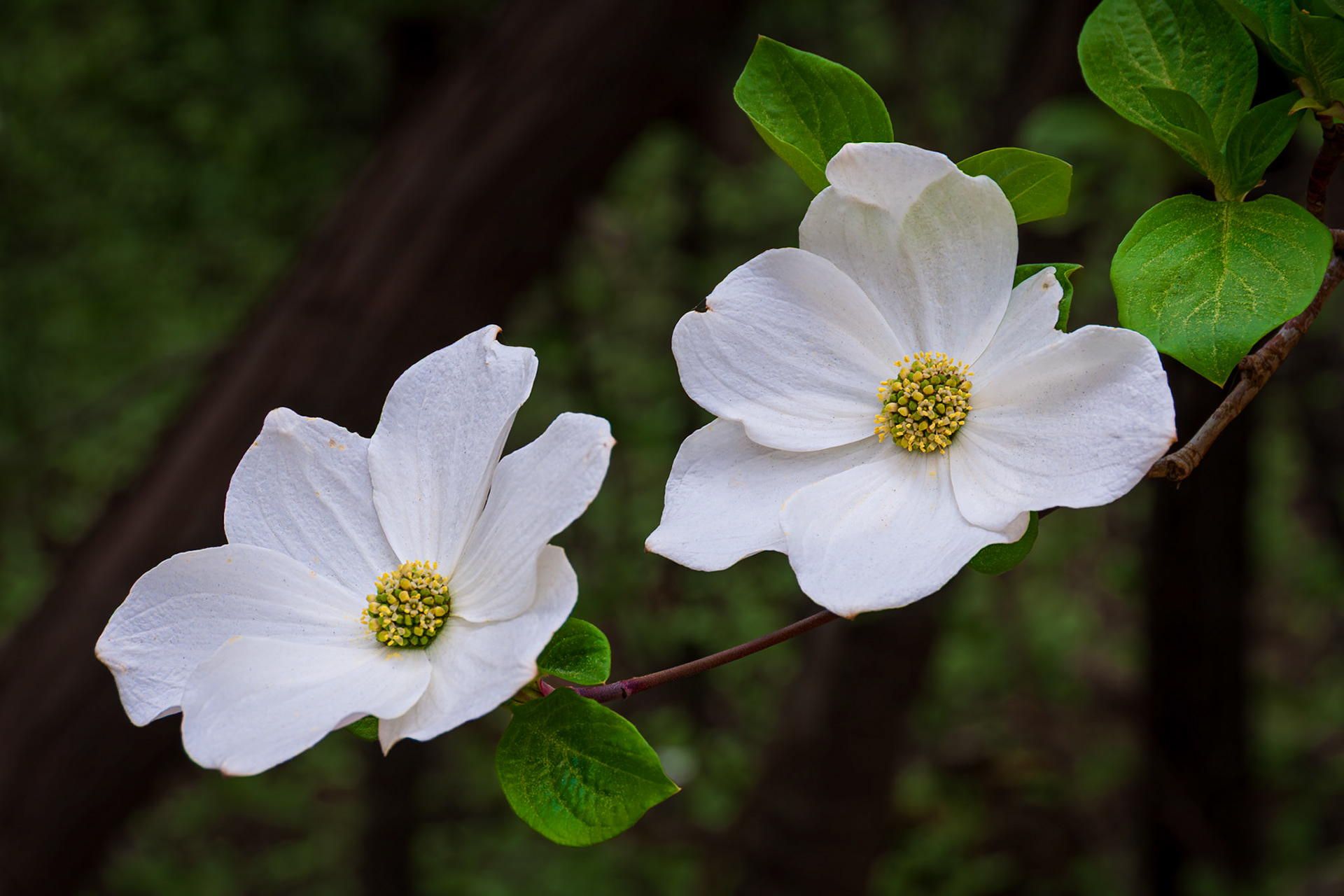 Two dogwood flowers bloom side by side on a branch in Yosemite's spring woodland.