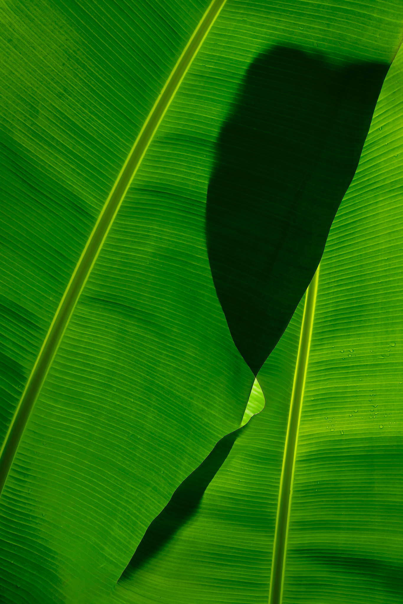 A translucent dance of sun and shadow between two banana leaves.