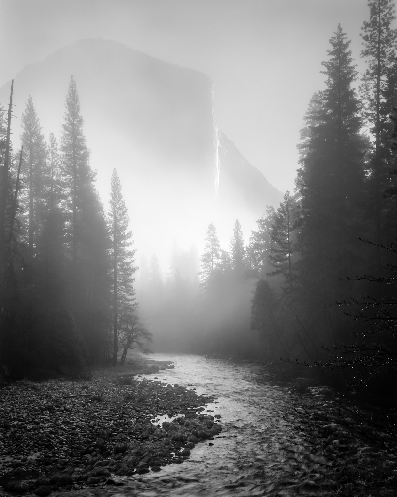 El Capitan rises above fog and forest as early sun filiters through Yosemite Valley, illuminating the Merced River below.