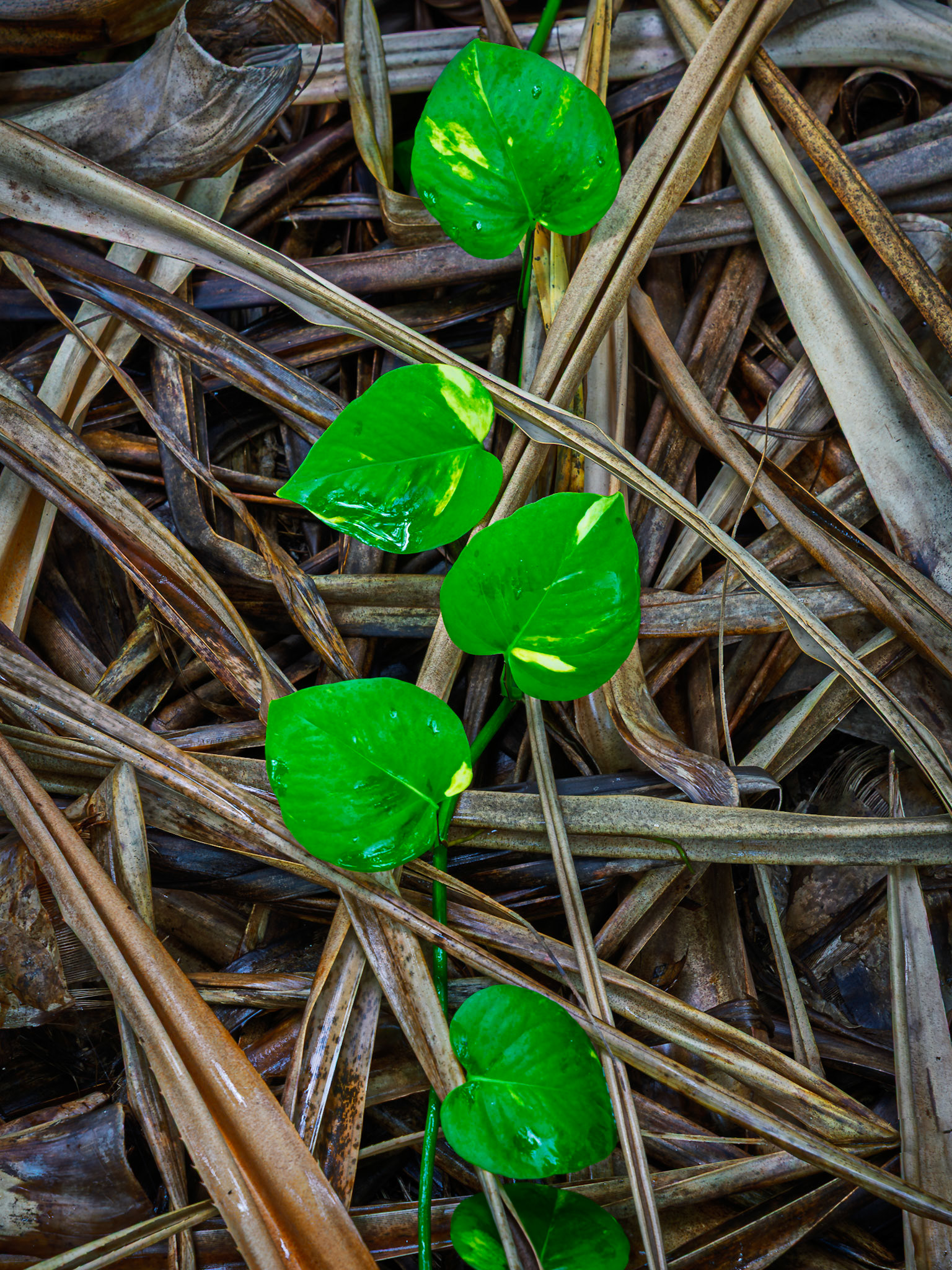 A vibrant green vine carves a vivid path through decay.